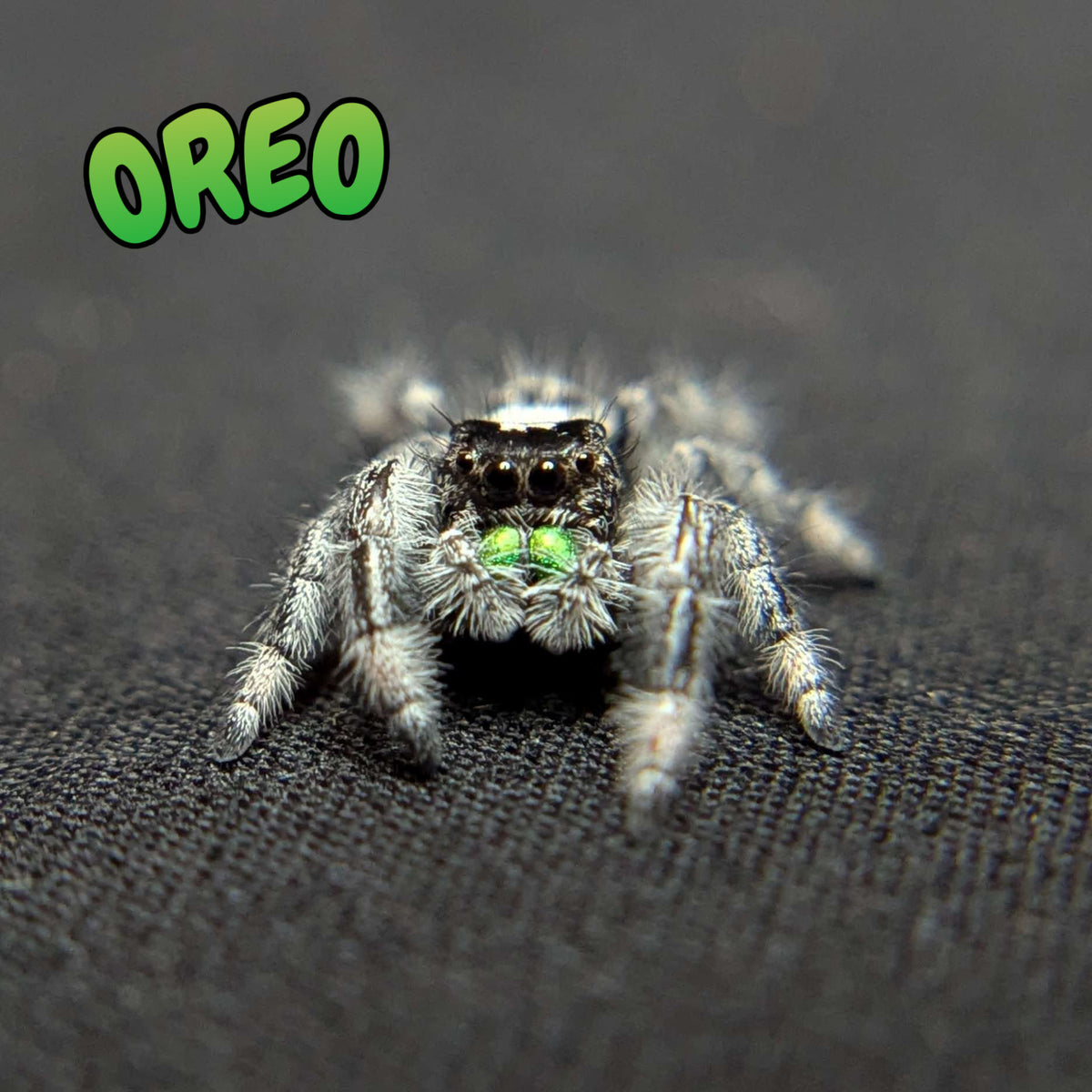 Audax Jumping Spider "Oreo”