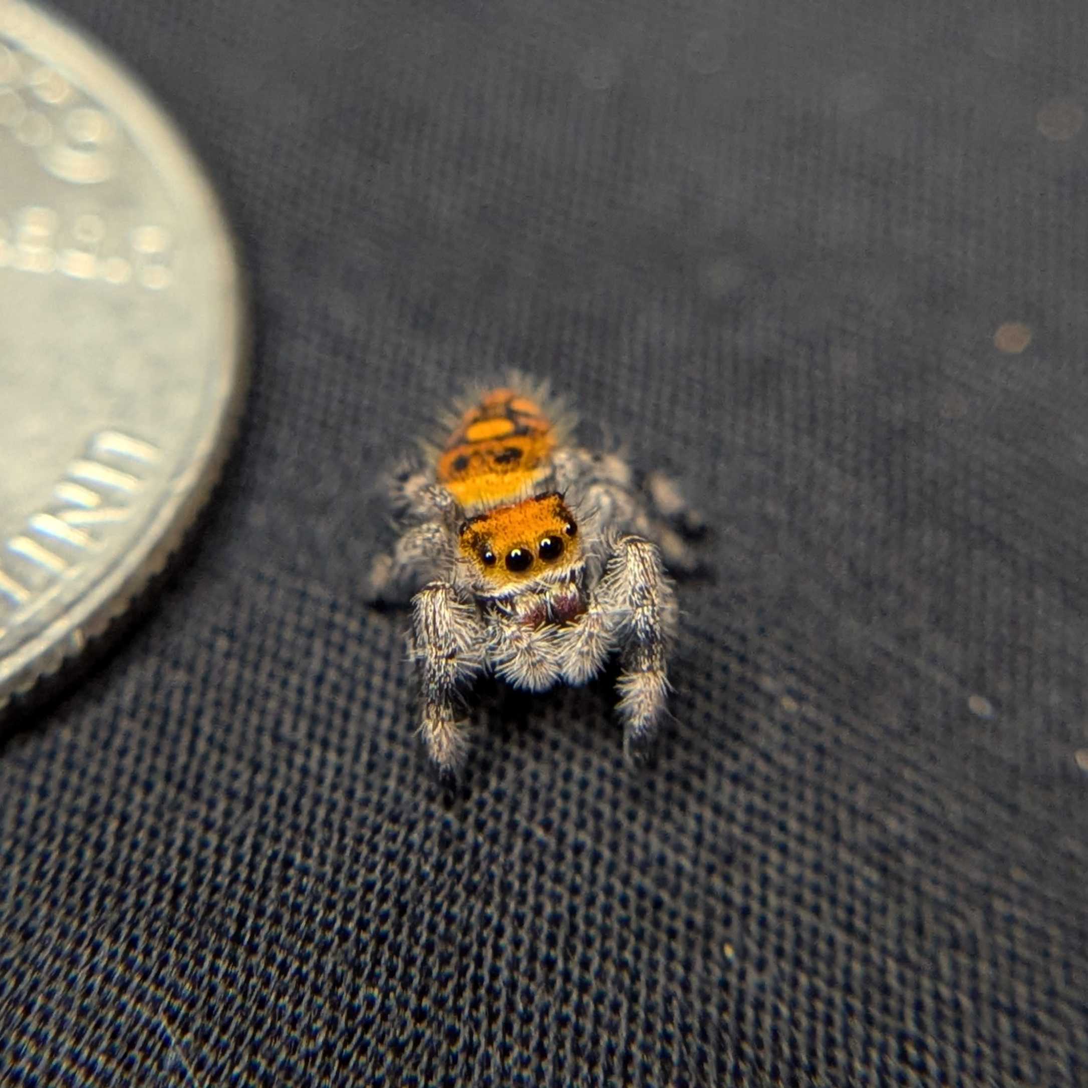 Regal Jumping Spider "Lava"