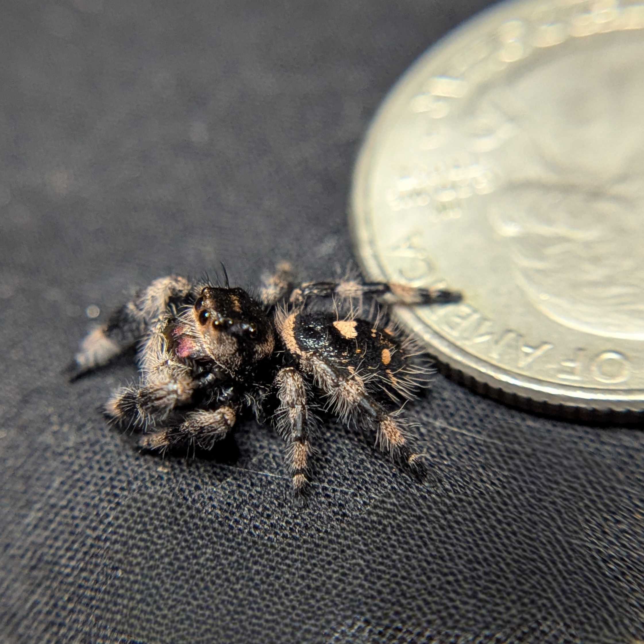 Regal Jumping Spider "Brownie"