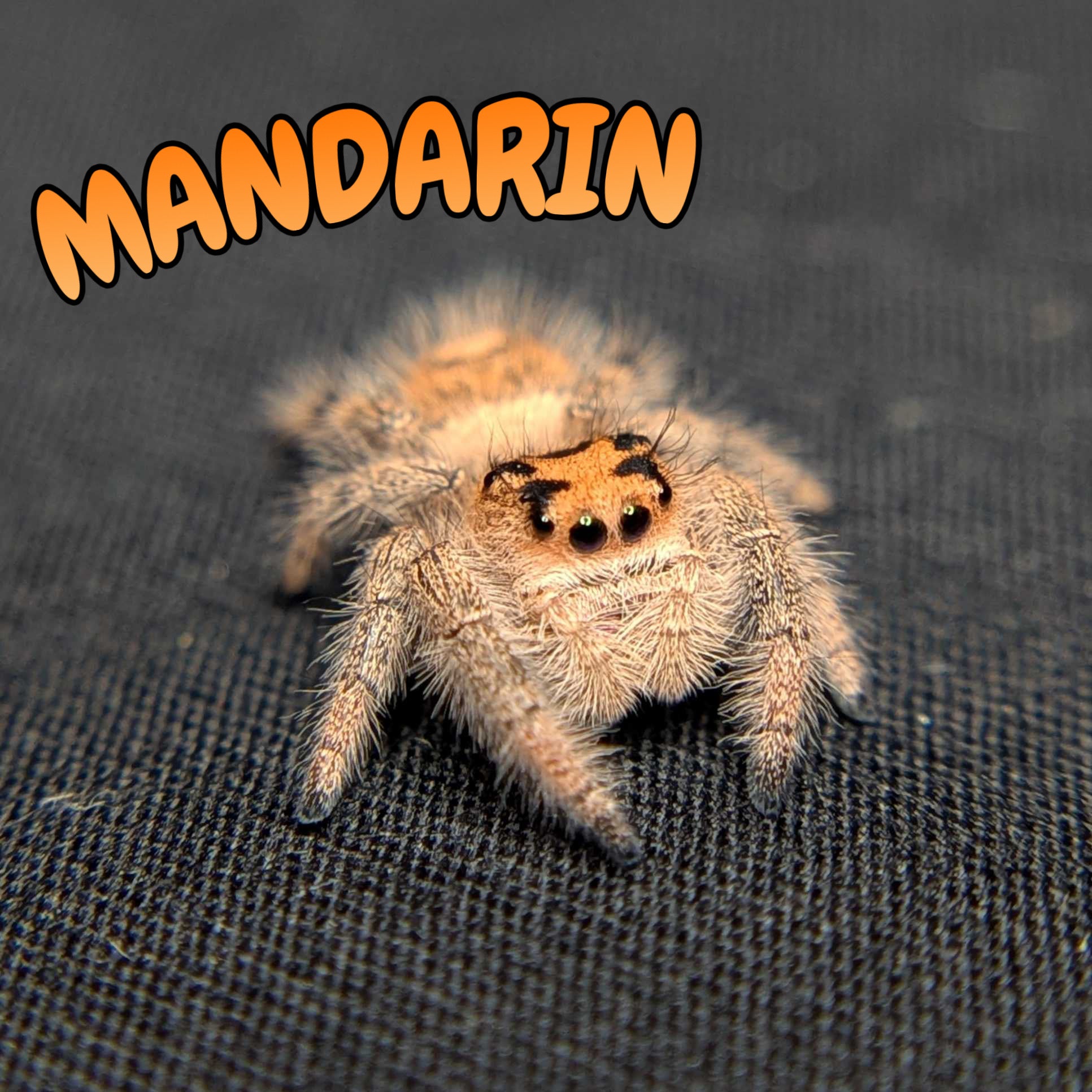 Regal Jumping Spider "Mandarin"