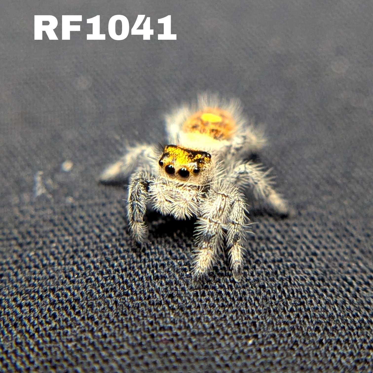 Regal Jumping Spider "Flare"