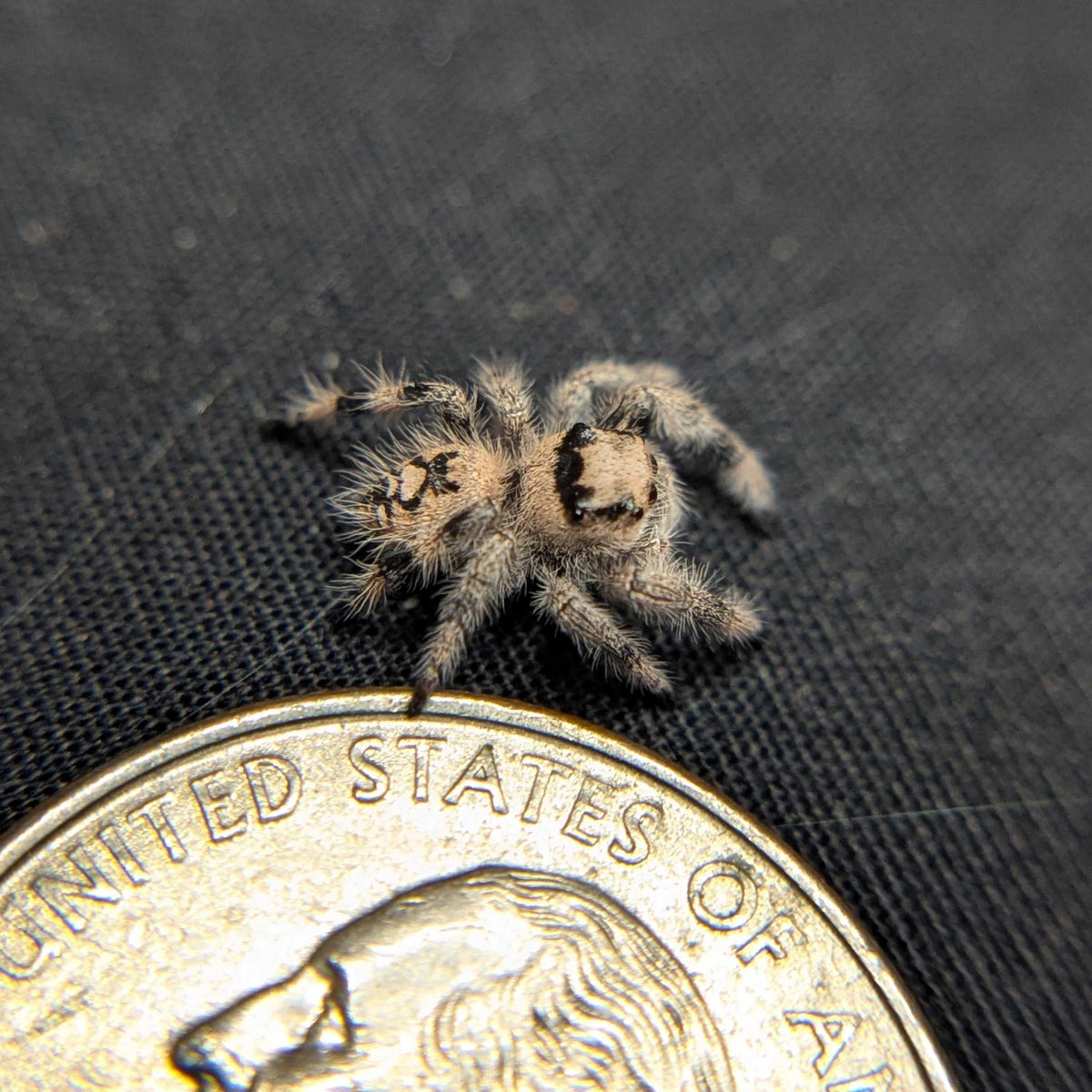 Regal Jumping Spider "Creamsicle"