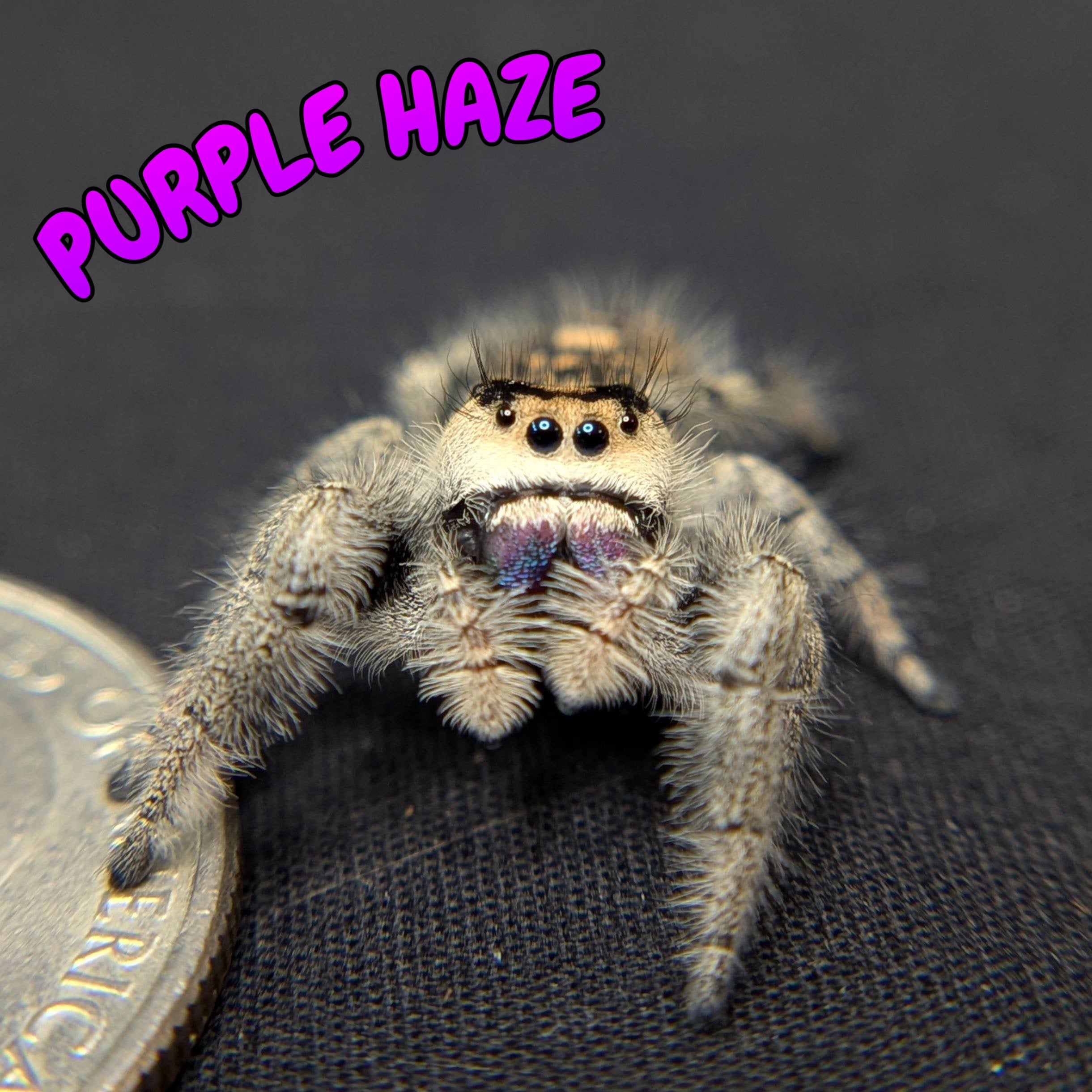 Regal Jumping Spider "Purple Haze"