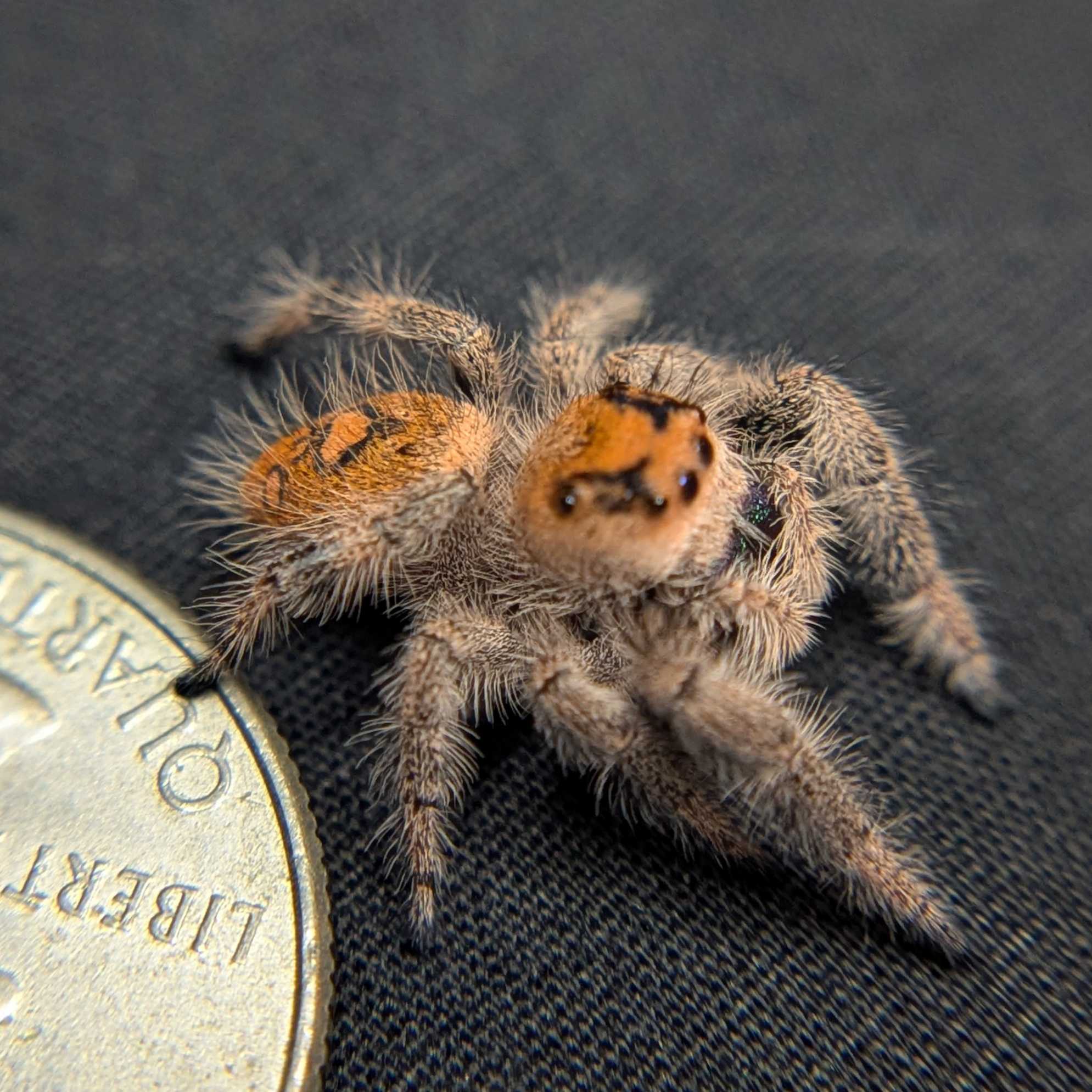 Regal Jumping Spider "Watermelon"