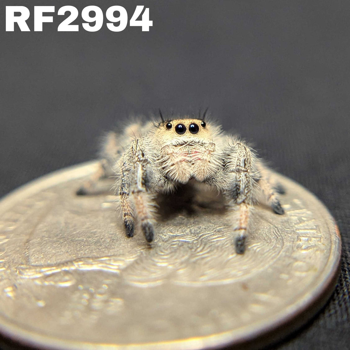 Regal Jumping Spider "Sunday"
