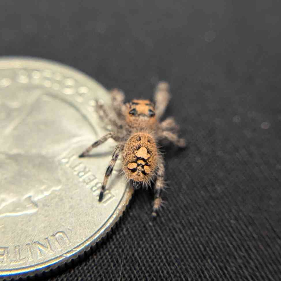 Regal Jumping Spider "Starlight"