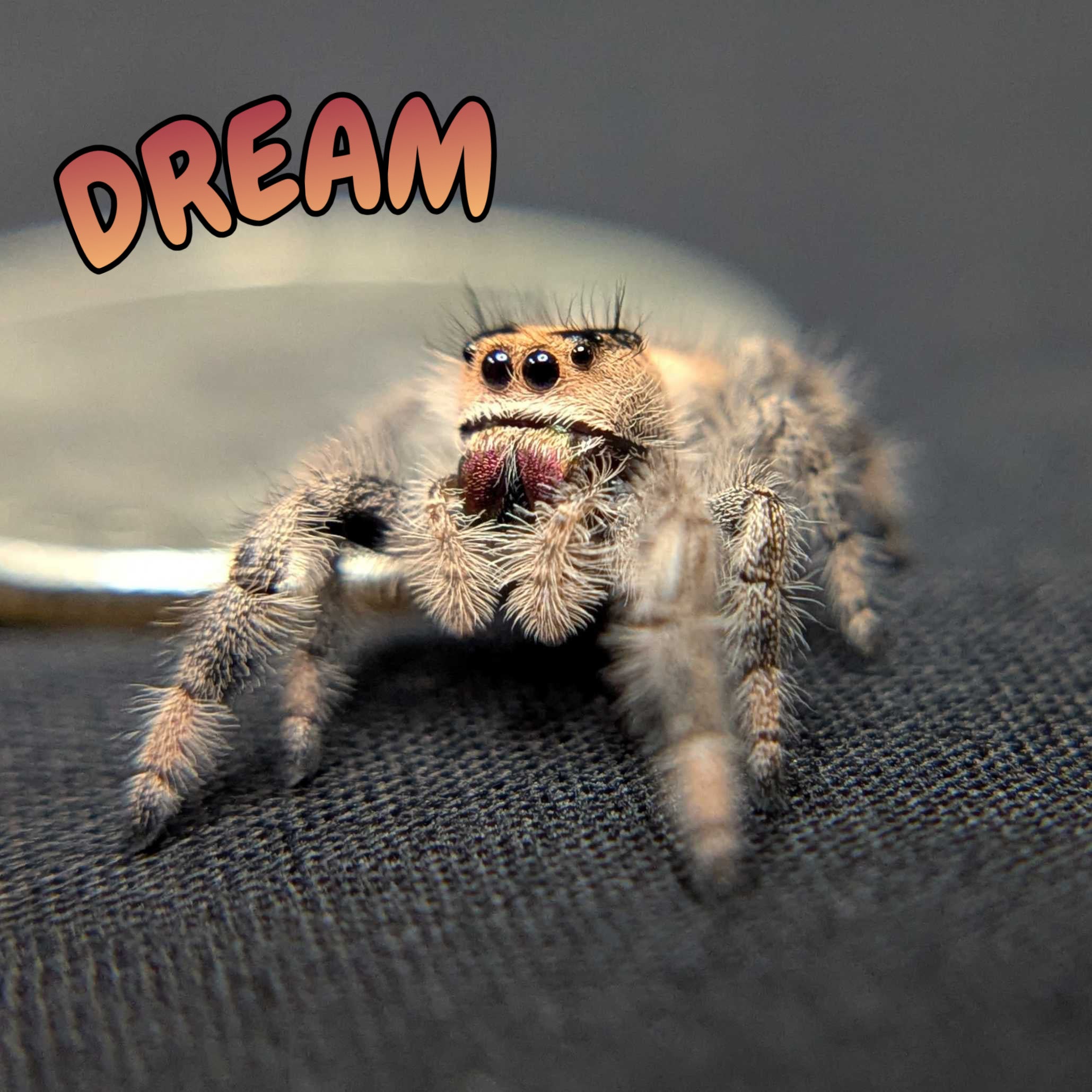 Regal Jumping Spider "Dream"