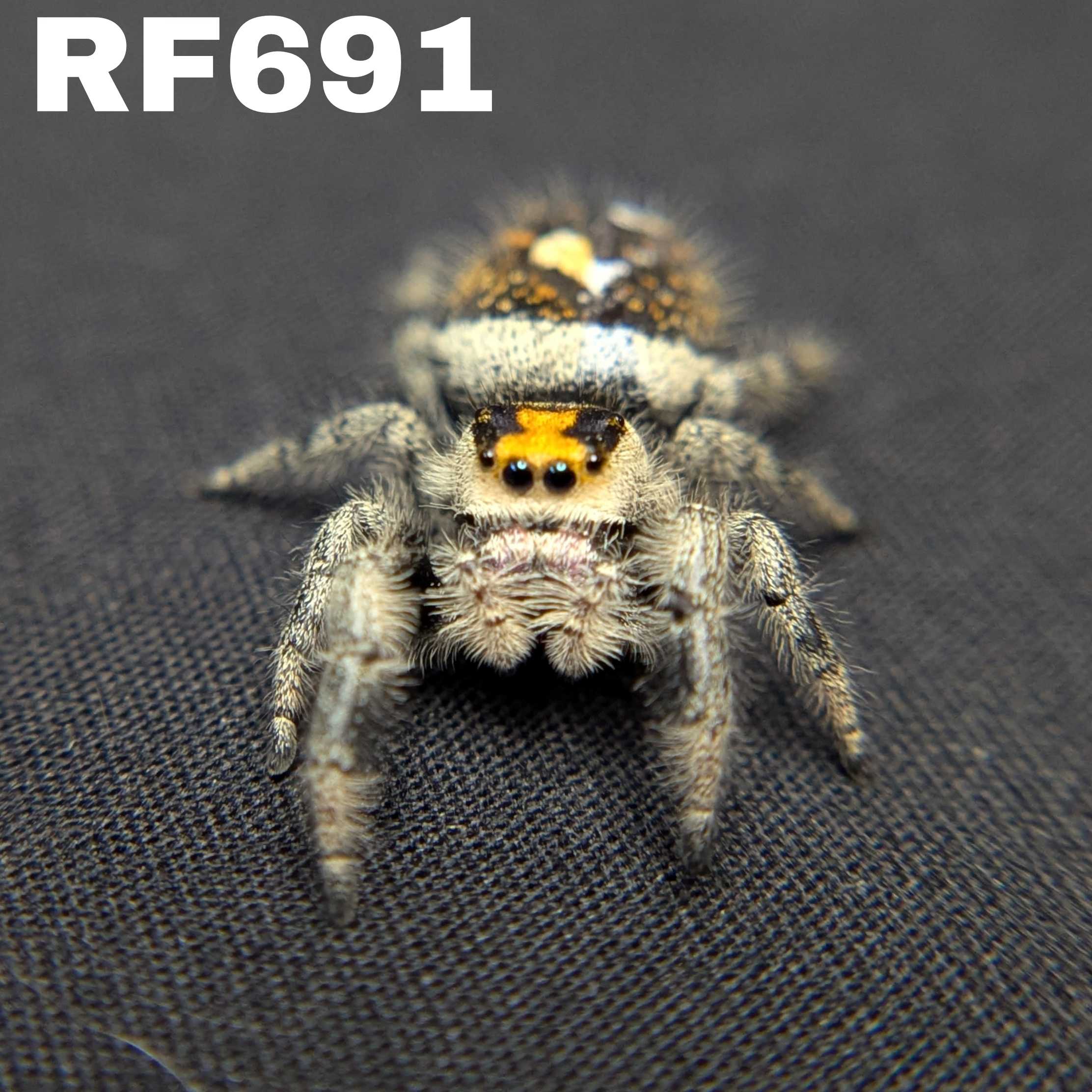 Regal Jumping Spider "Bengal Tiger"
