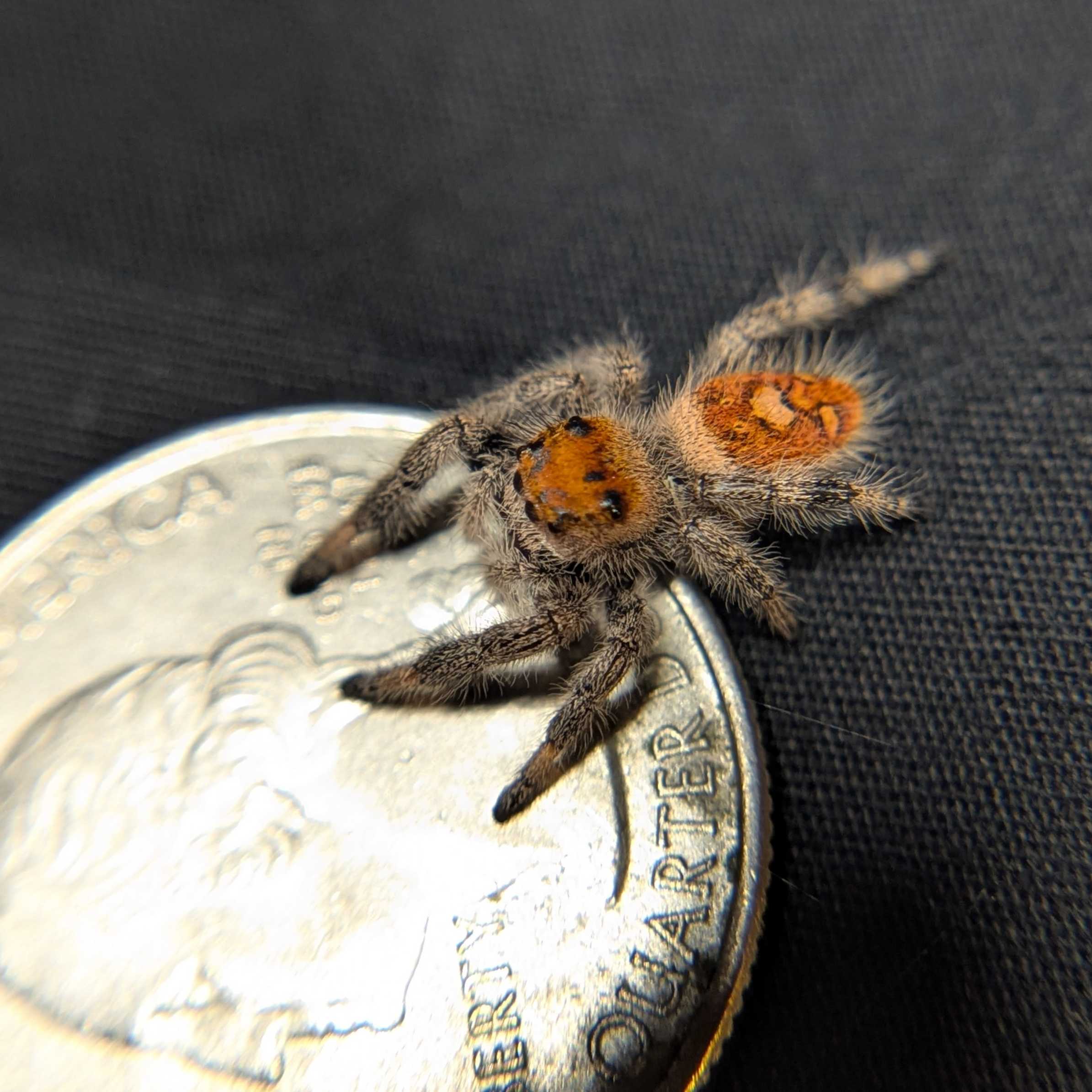 Regal Jumping Spider "Clementine"