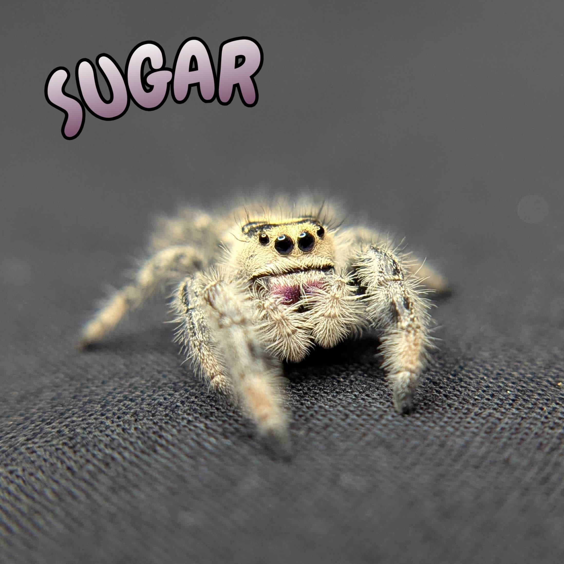 Regal Jumping Spider "Sugar"