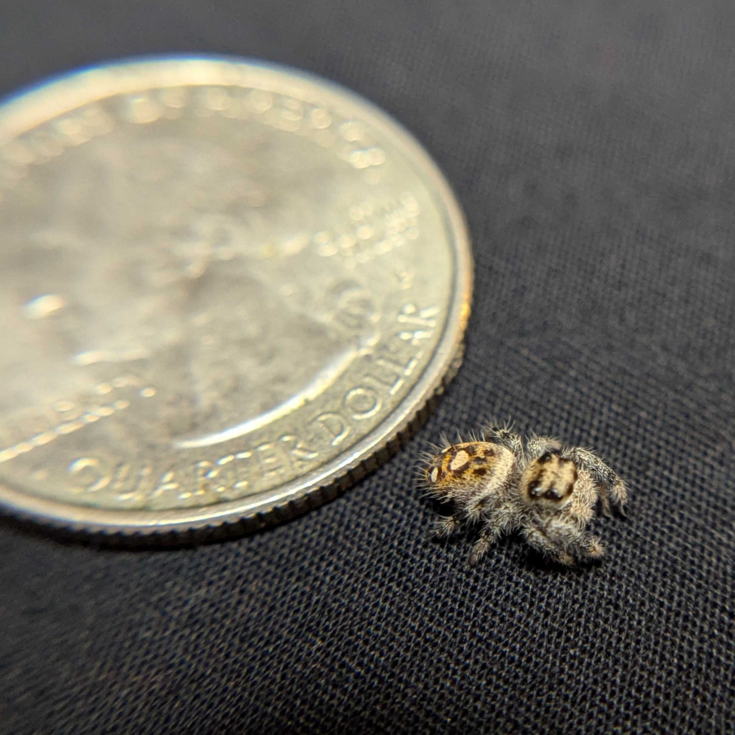Regal Jumping Spider “Shortbread”