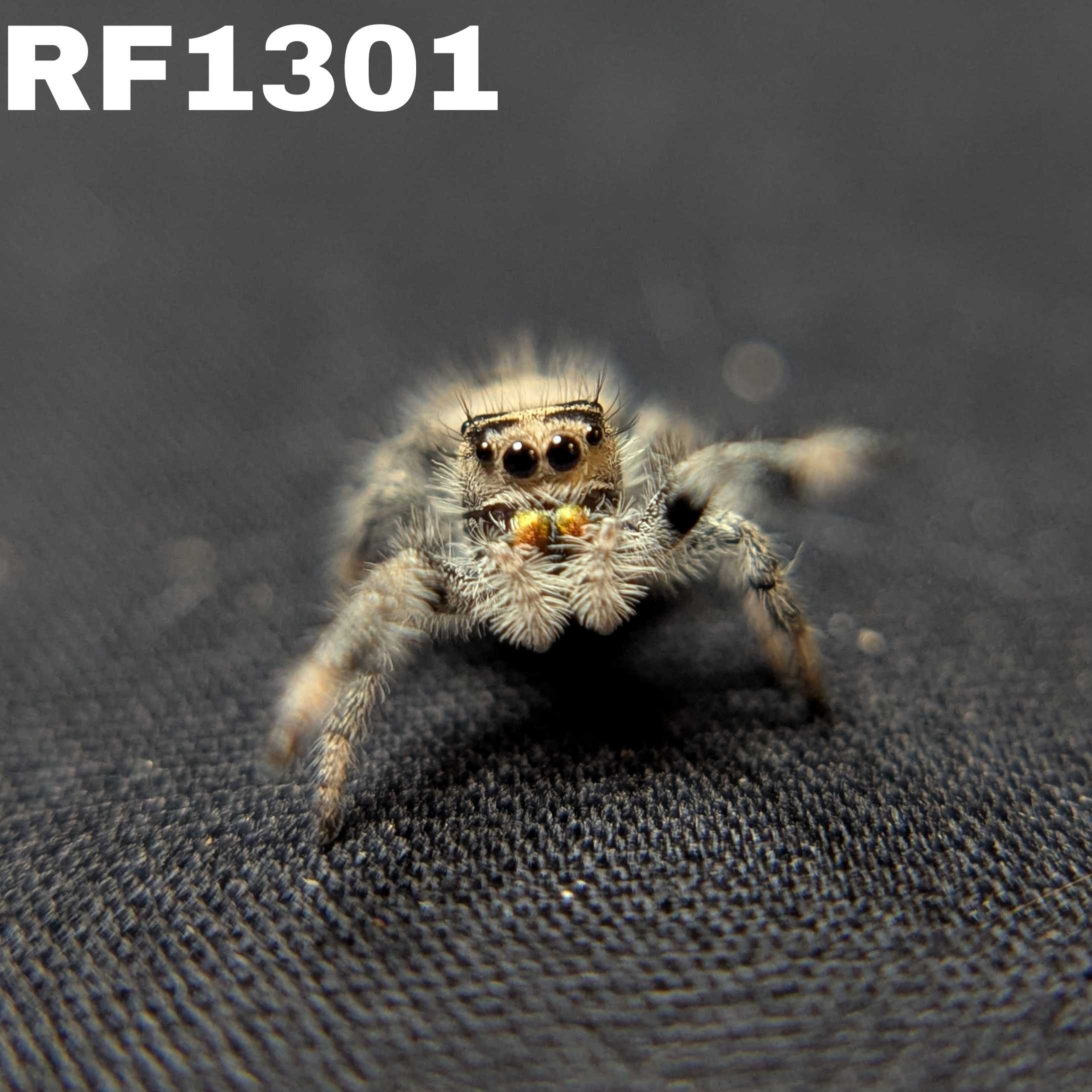 Regal Jumping Spider "Bumble"