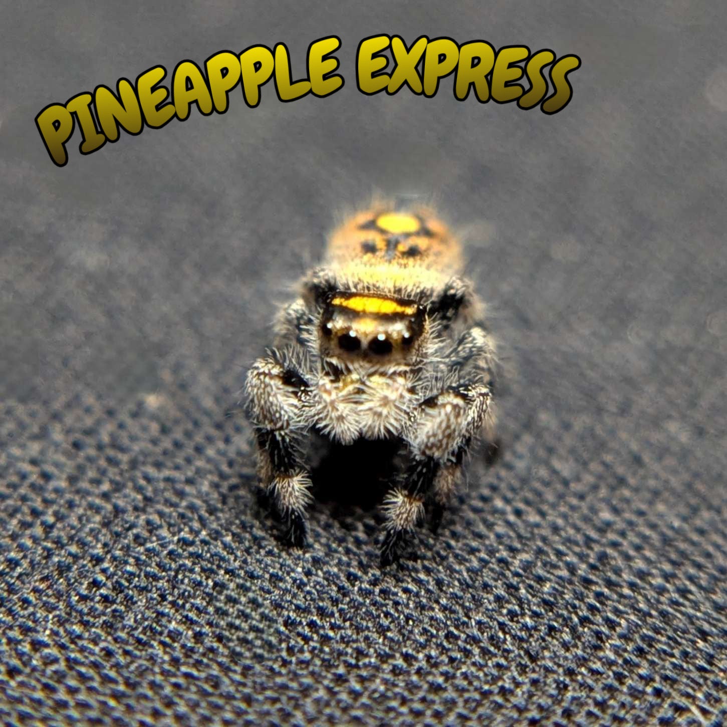 Regal Jumping Spider “Pineapple Express”