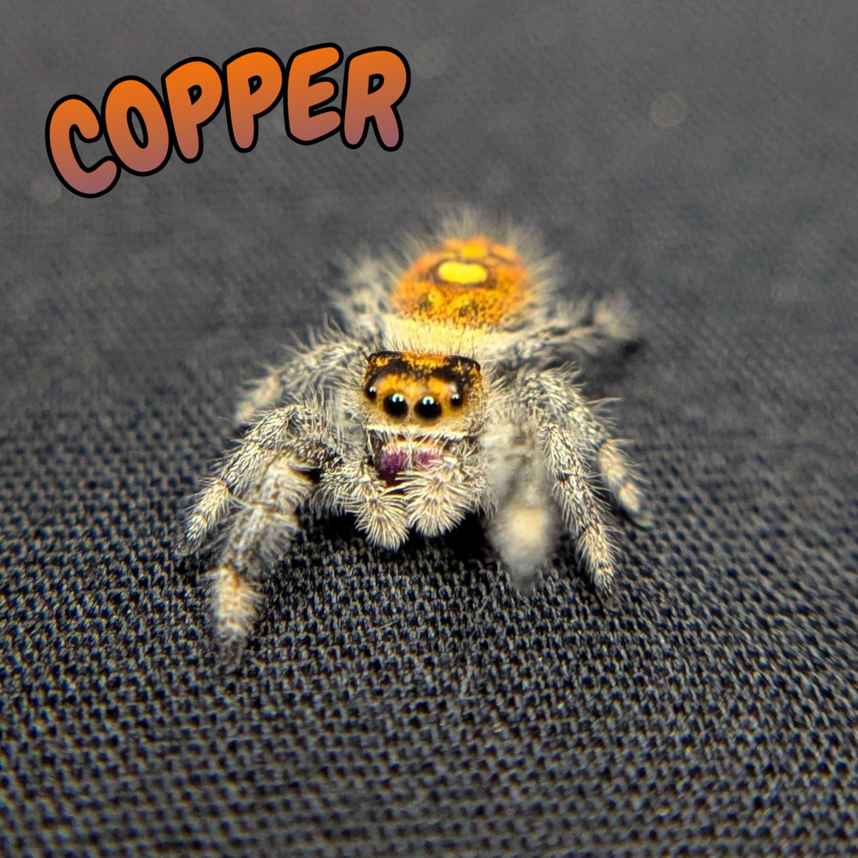 Regal Jumping Spider “Copper”
