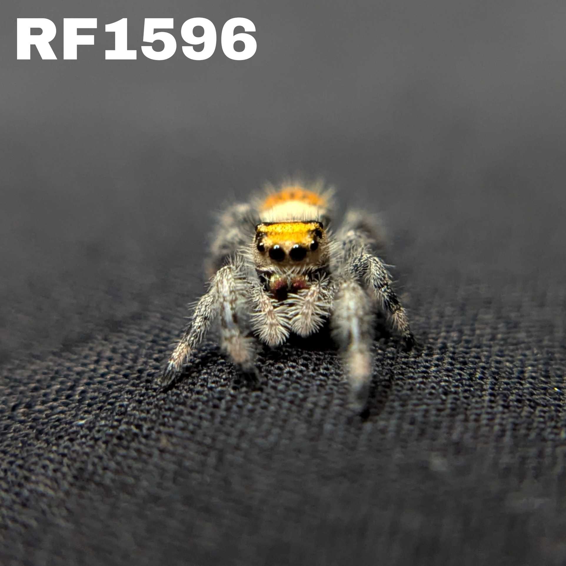 Regal Jumping Spider "Pretzel"