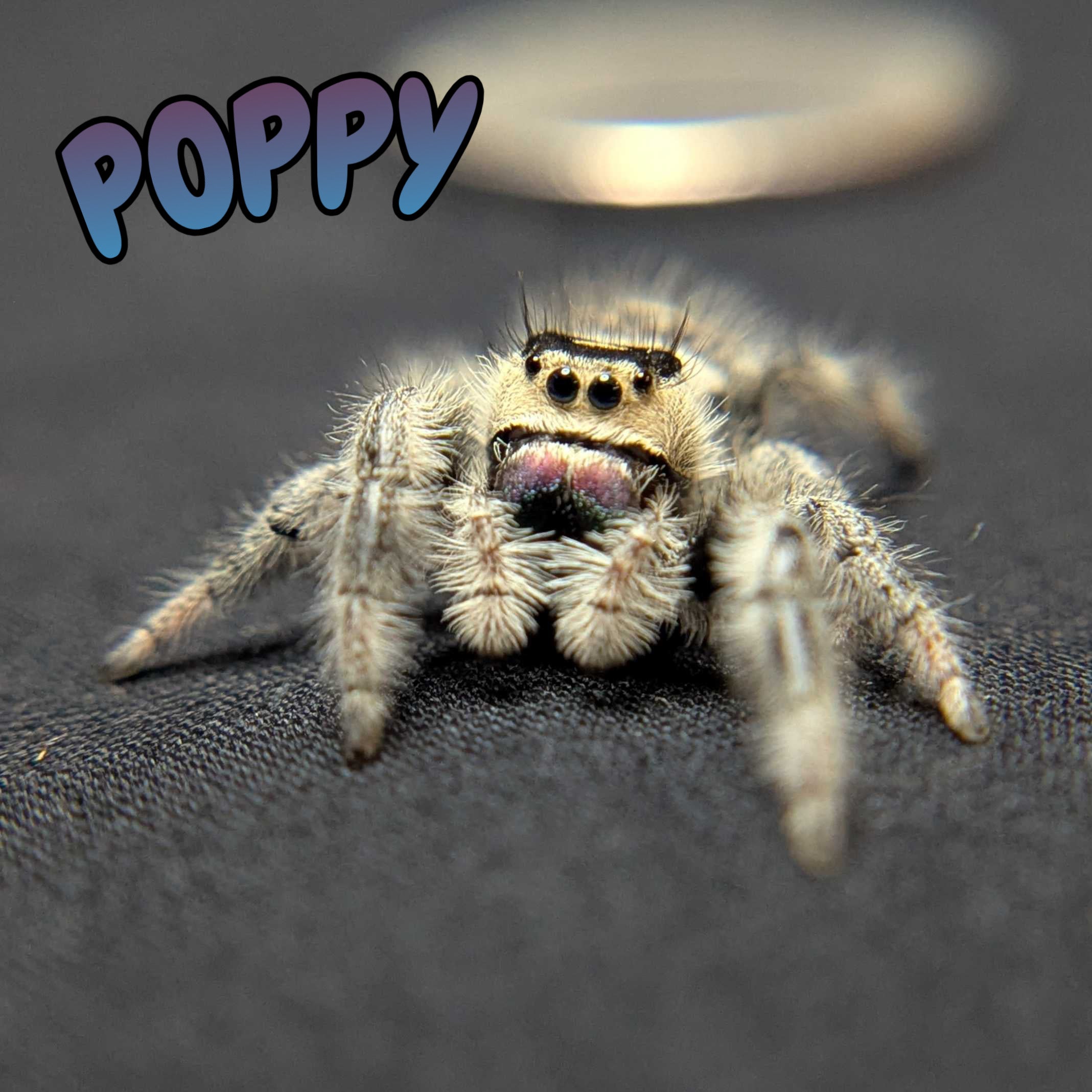 Regal Jumping Spider “Poppy”
