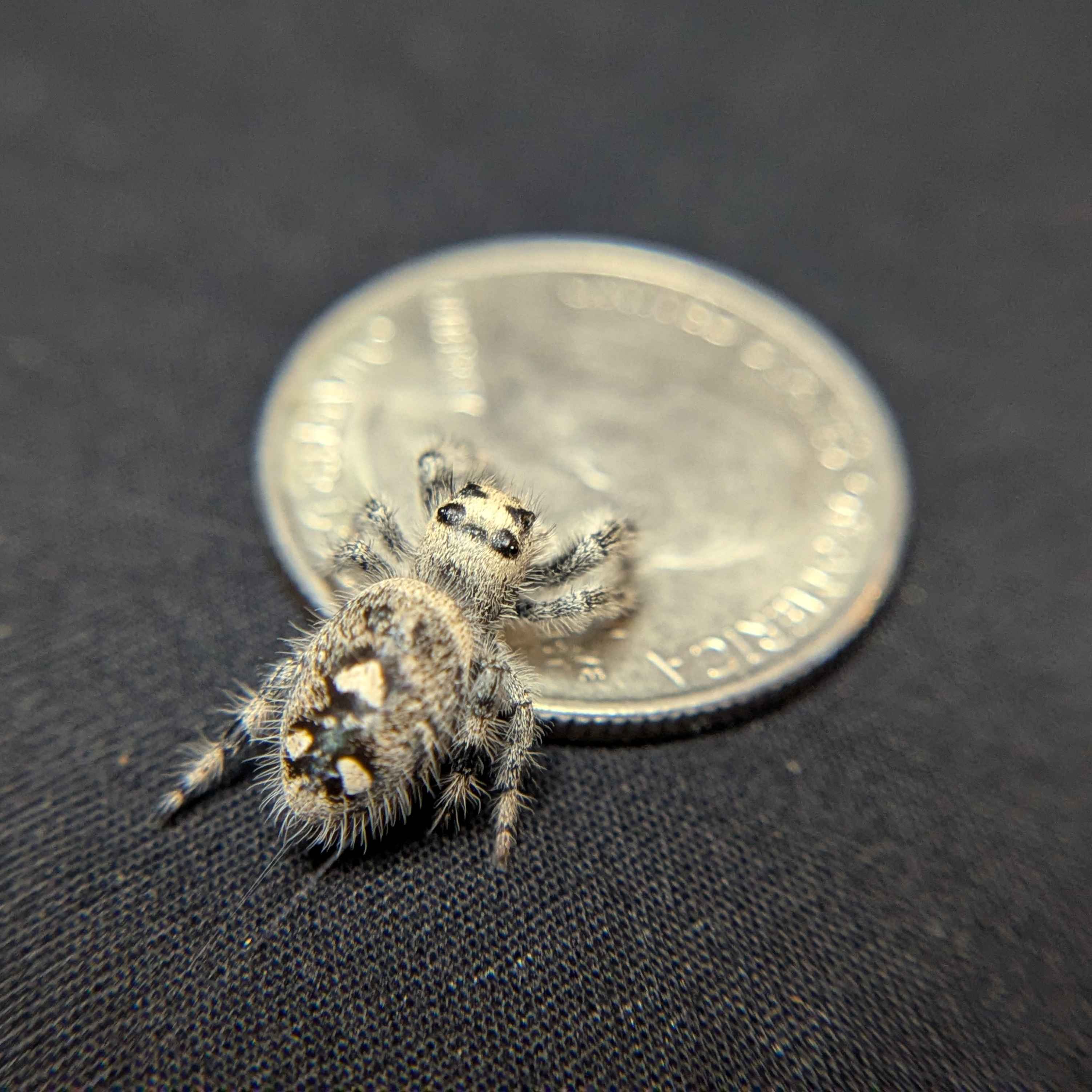 Regal Jumping Spider "Angel"