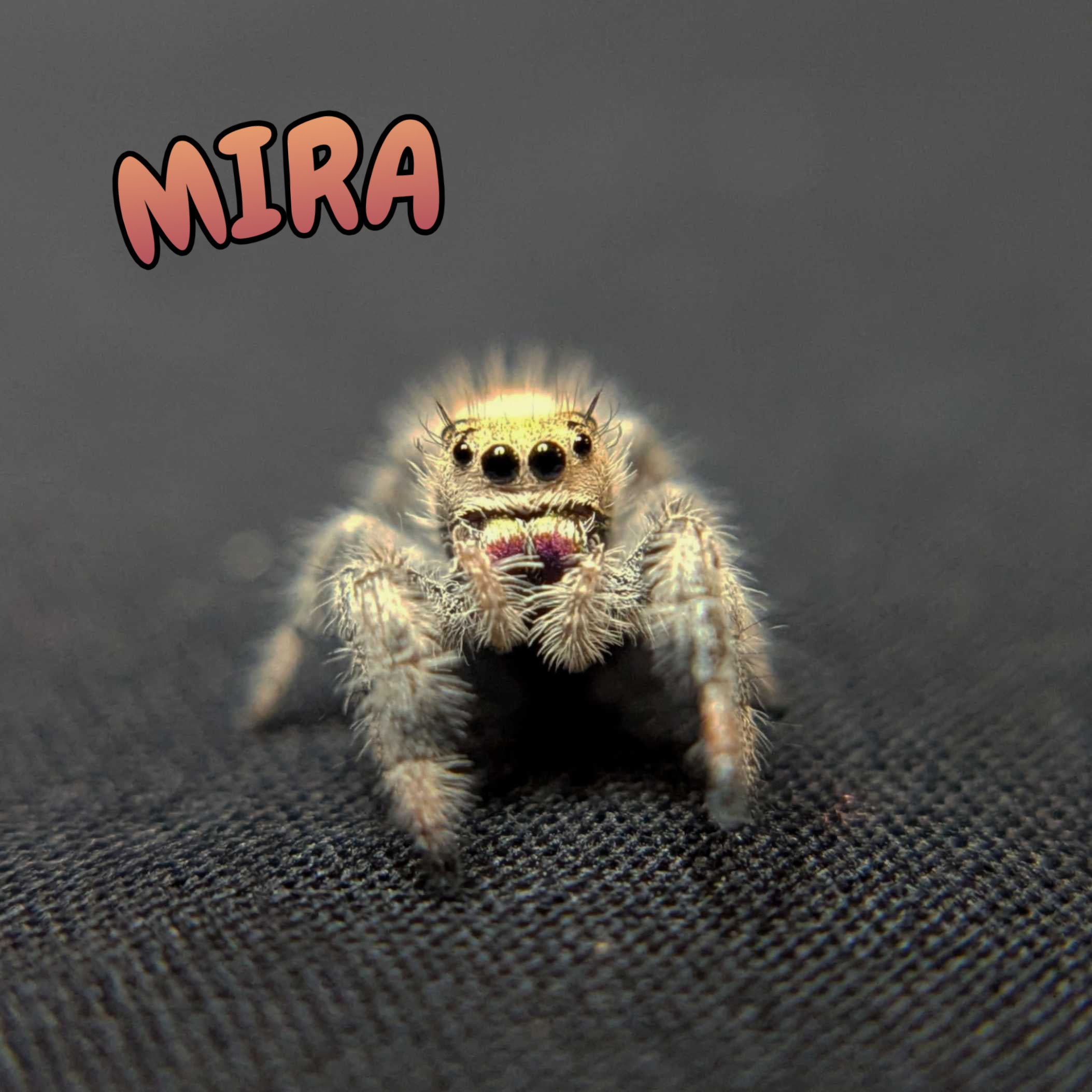 Regal Jumping Spider "Mira"