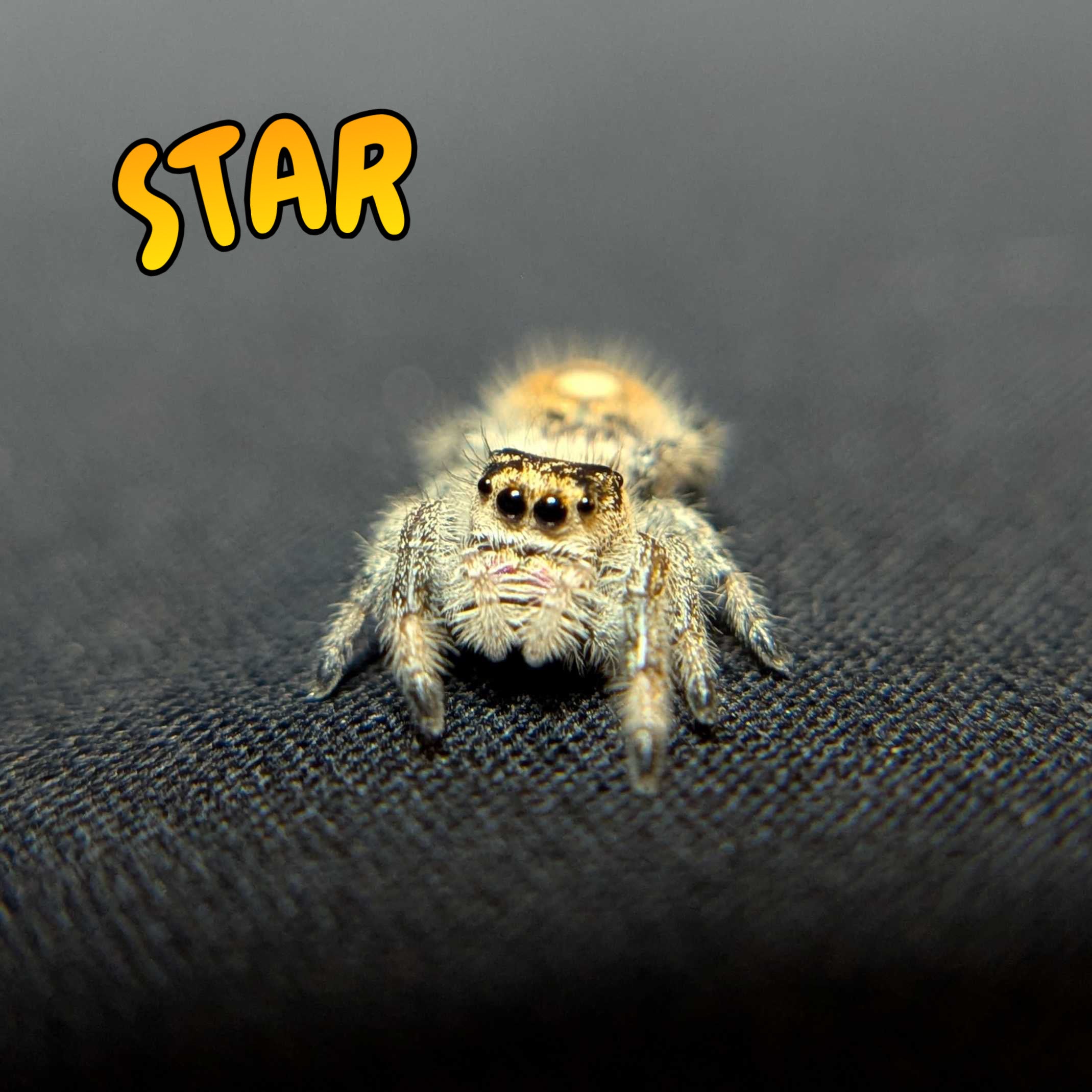 Regal Jumping Spider "Star"