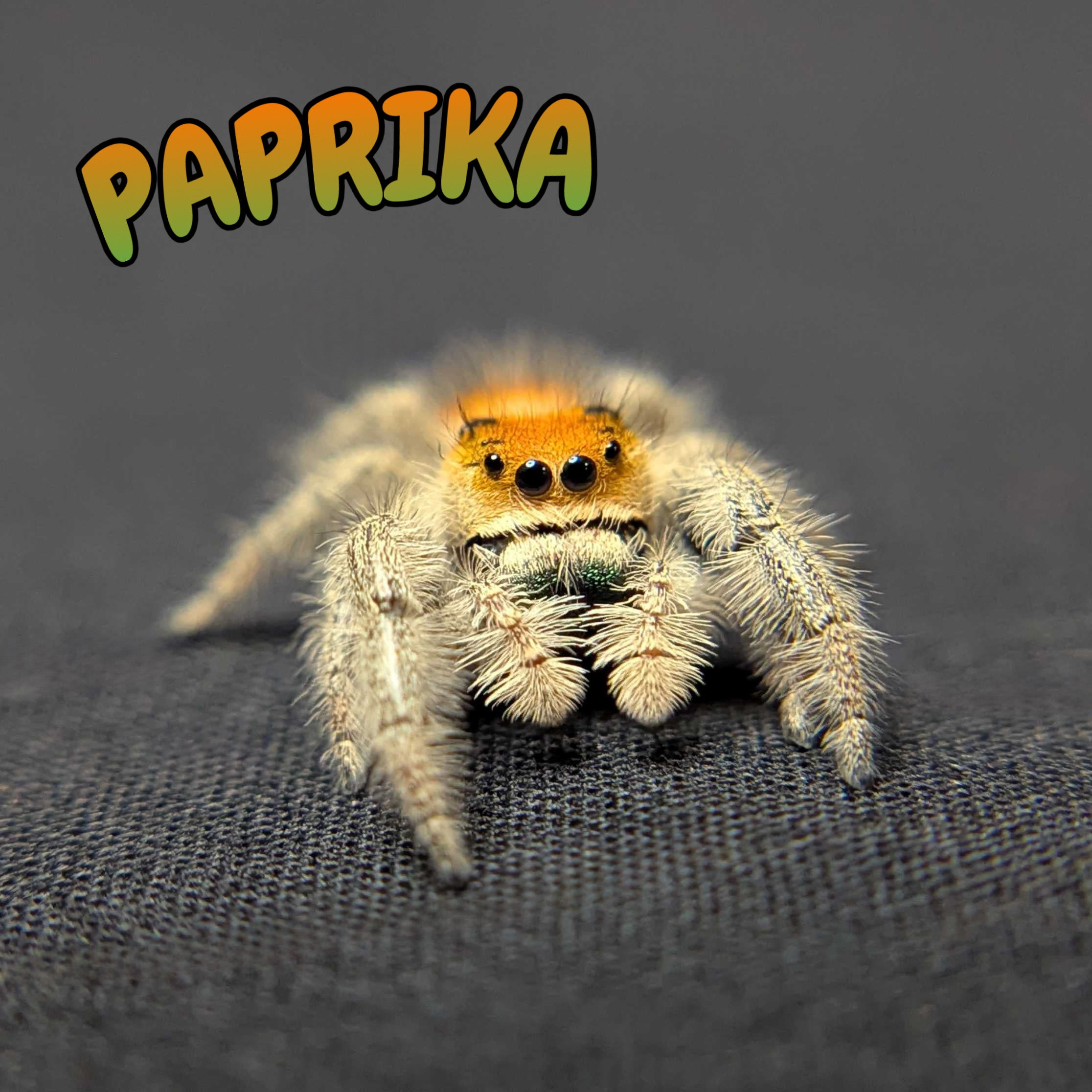 Regal Jumping Spider “Paprika”