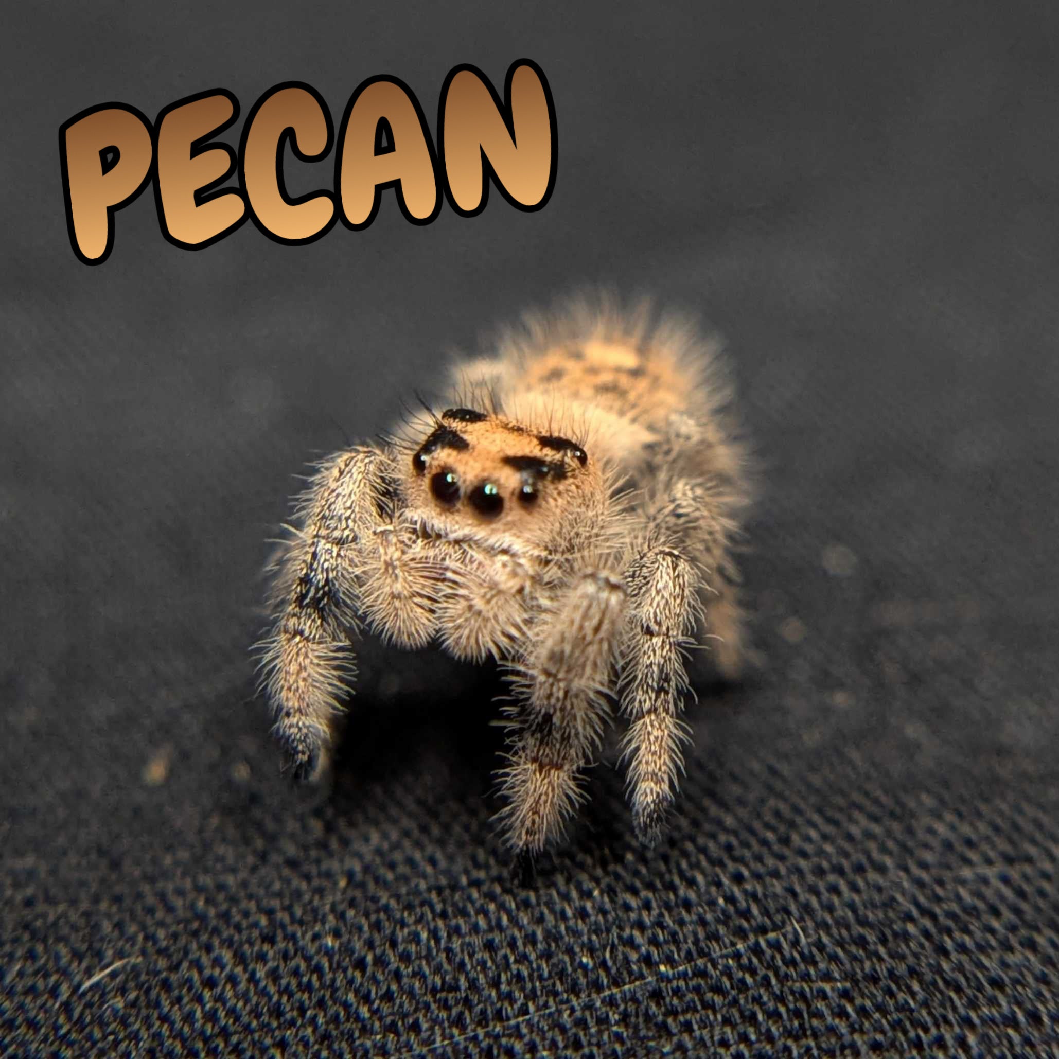 Regal Jumping Spider "Pecan"