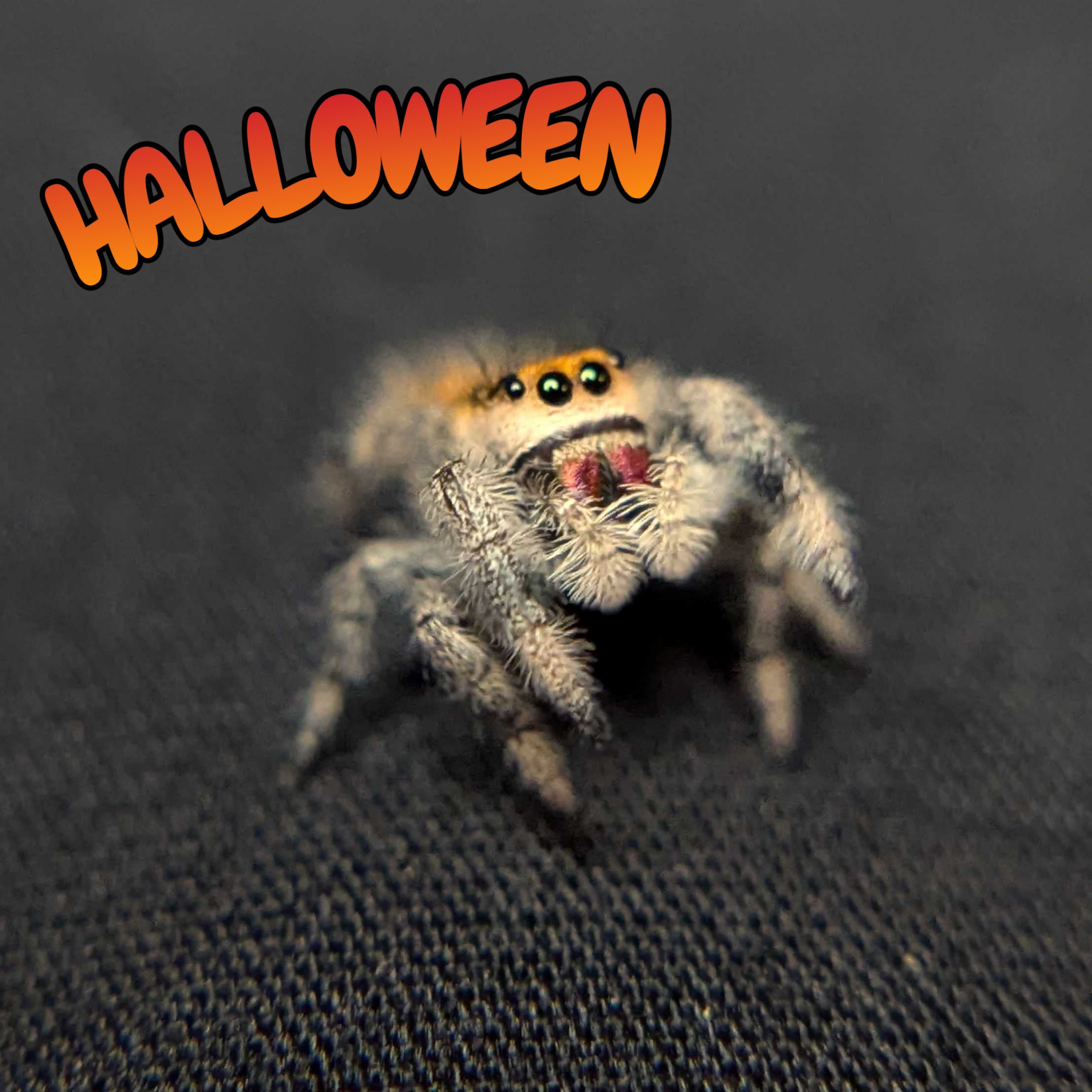 Regal Jumping Spider "Halloween"
