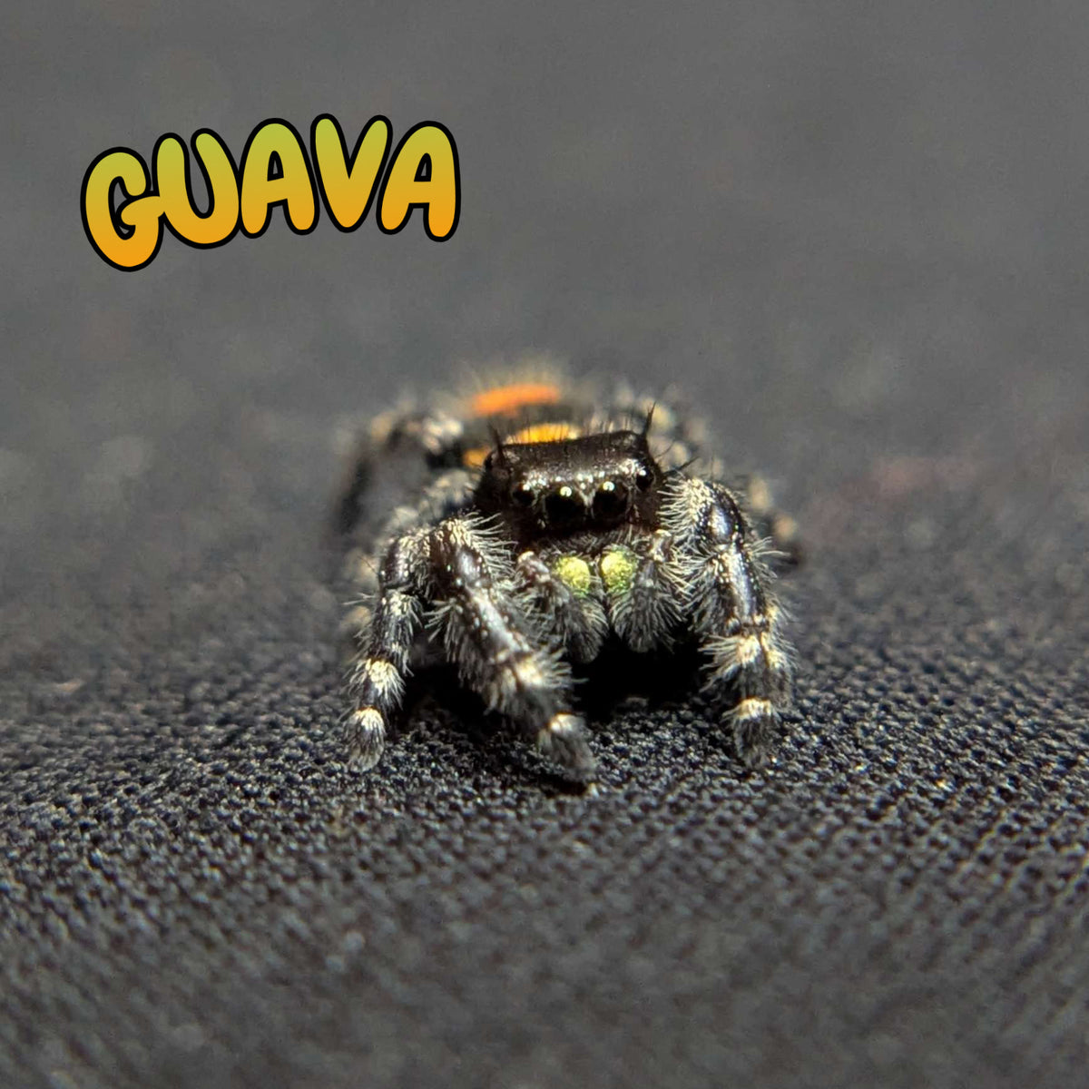 Audax Jumping Spider "Guava"