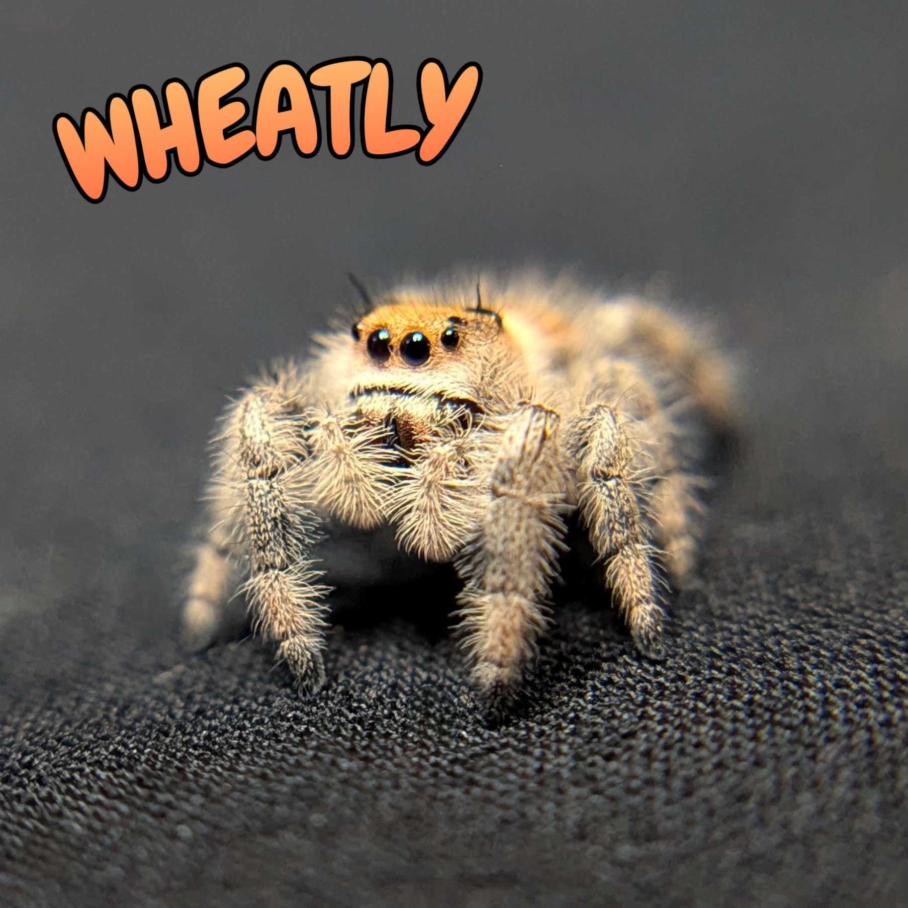 Regal Jumping Spider “Wheatly”