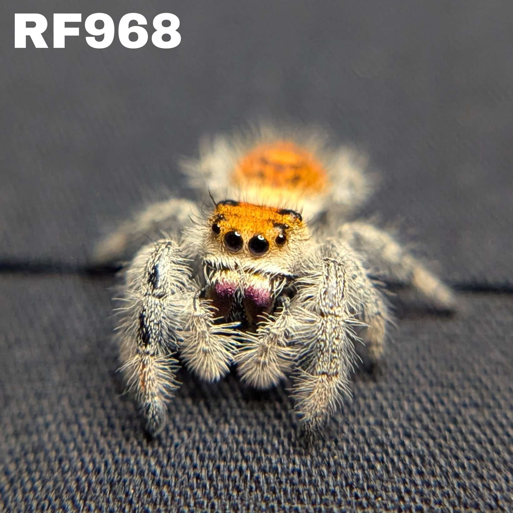 Regal Jumping Spider "Charmander"
