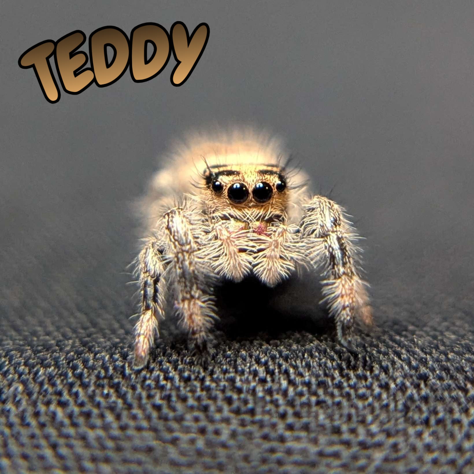 Regal Jumping Spider "Teddy"