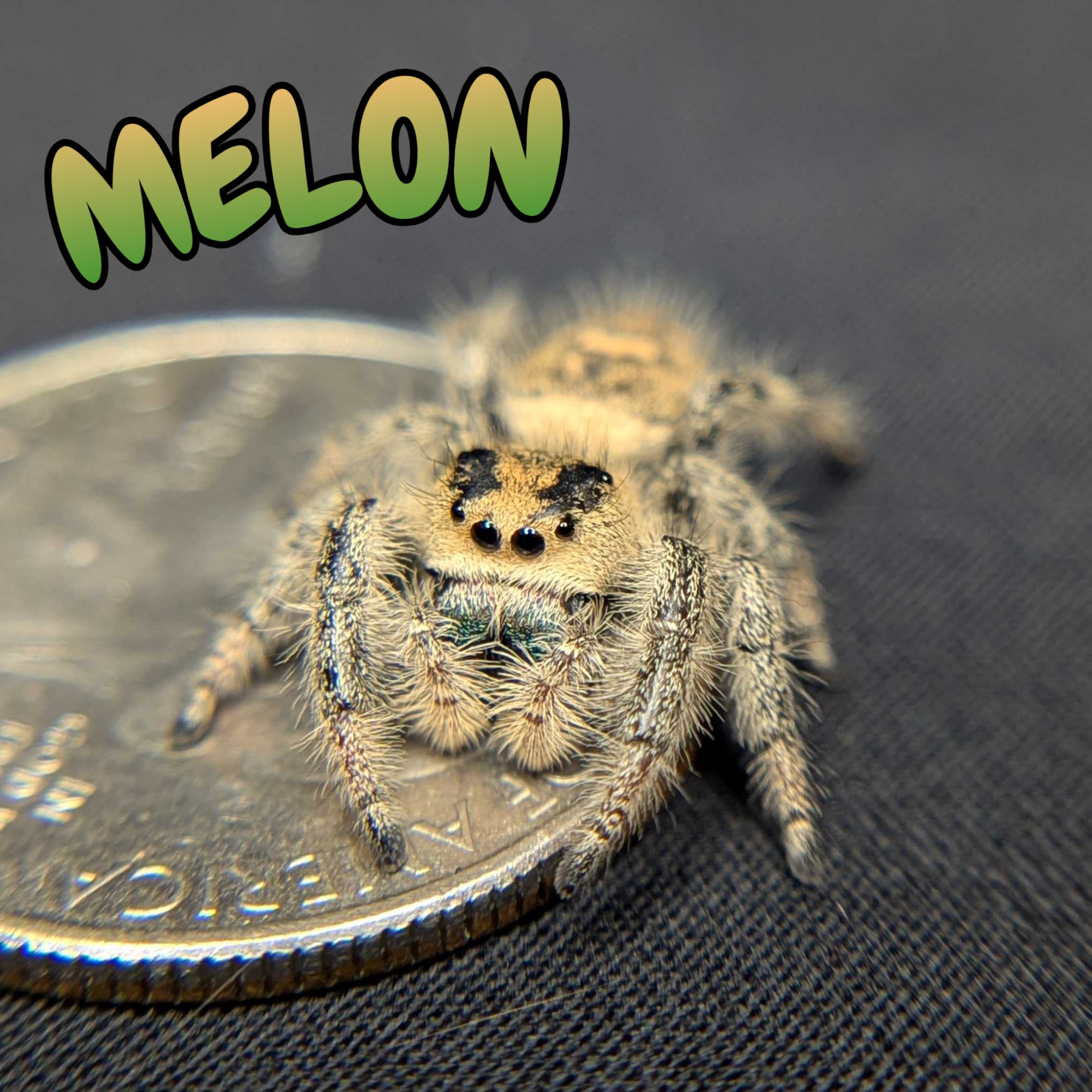 Regal Jumping Spider “Melon”