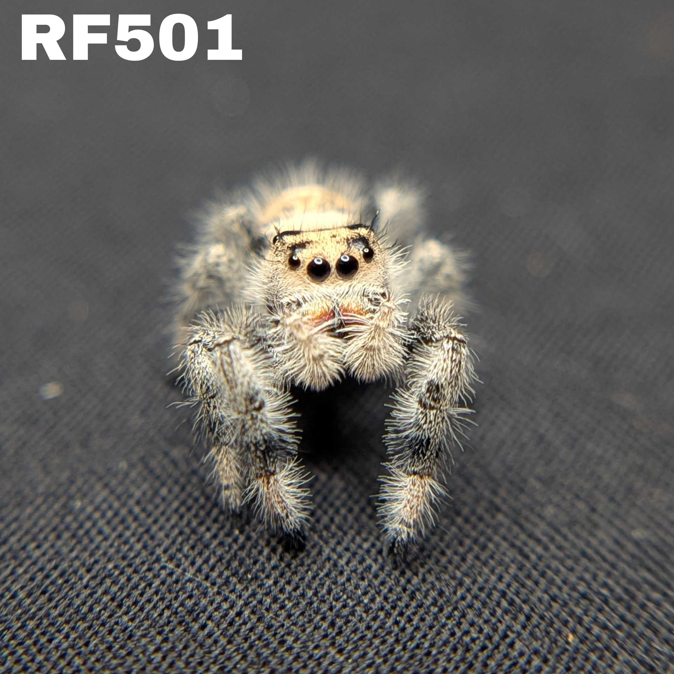 Regal Jumping Spider "Oatmeal"