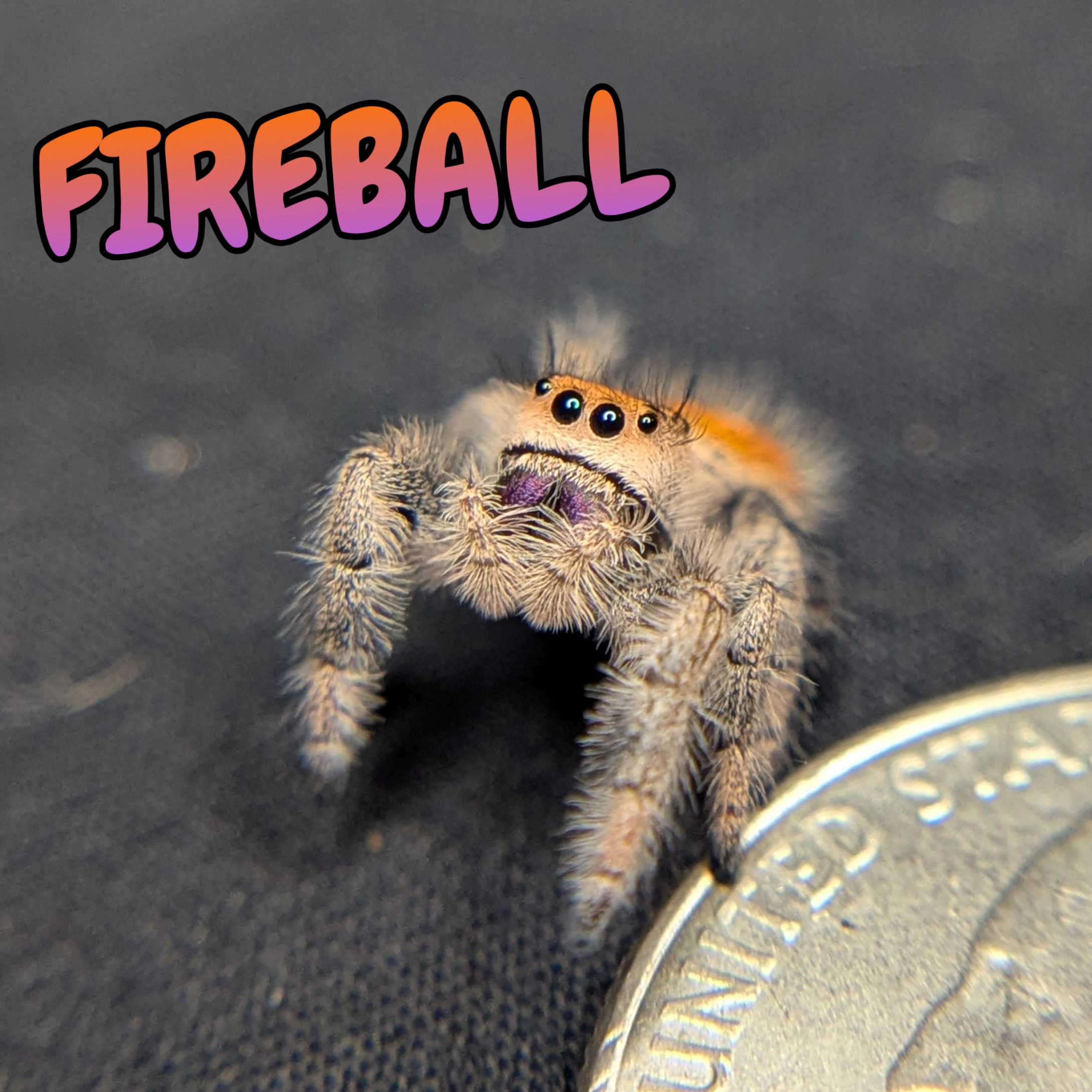 Regal Jumping Spider "Fireball"