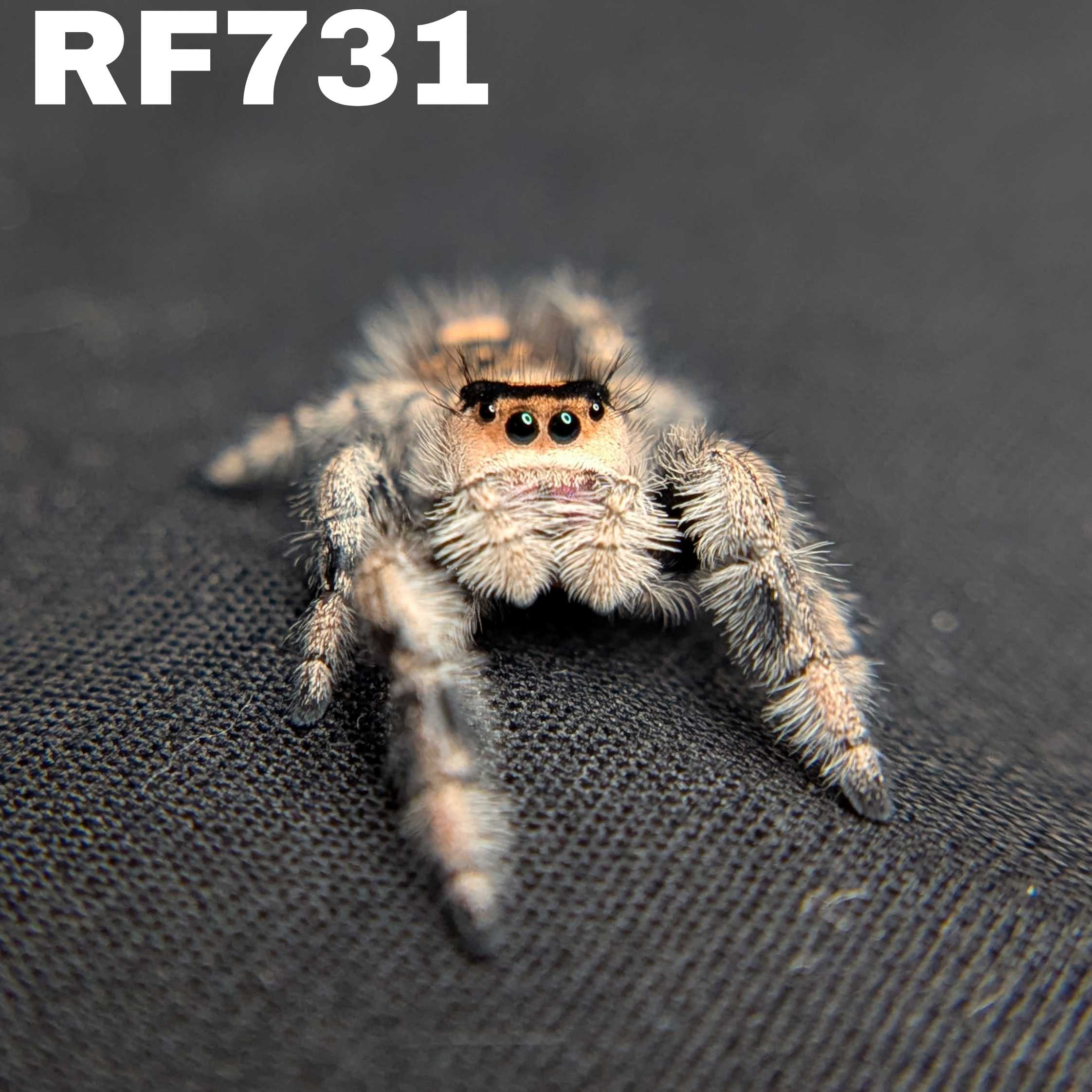 Regal Jumping Spider "Blossom"