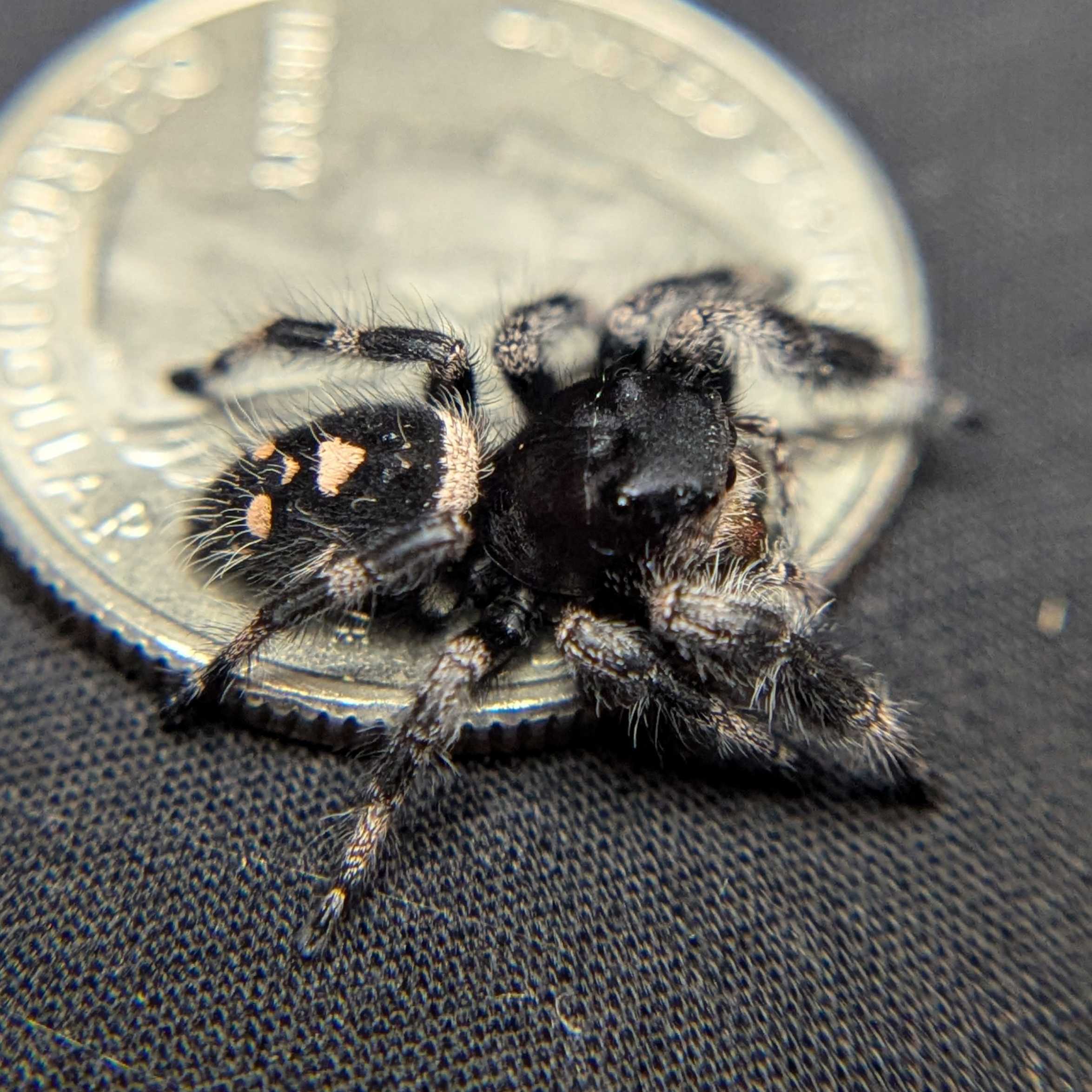 Regal Jumping Spider "Mystara"