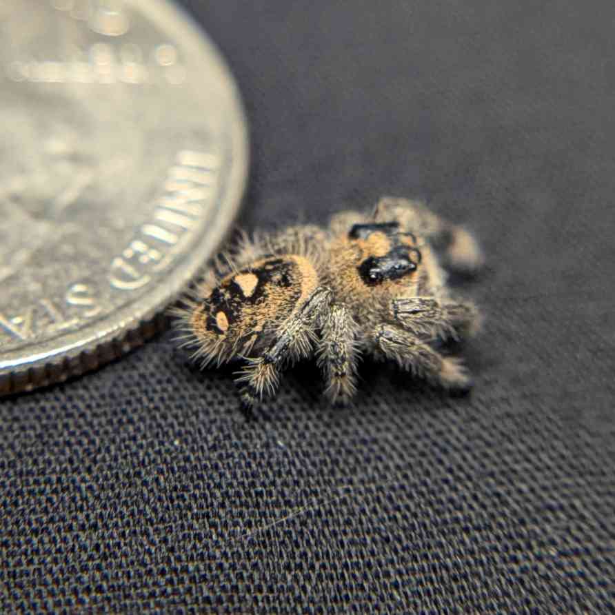 Regal Jumping Spider "Coven"