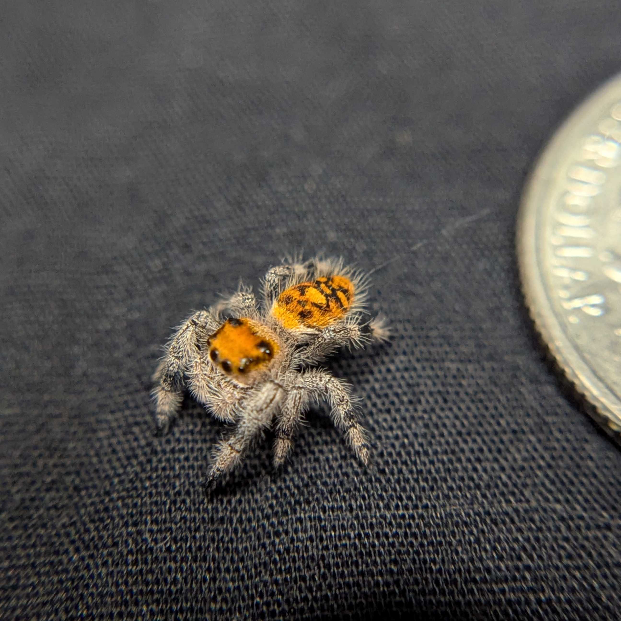 Regal Jumping Spider "Salsa"