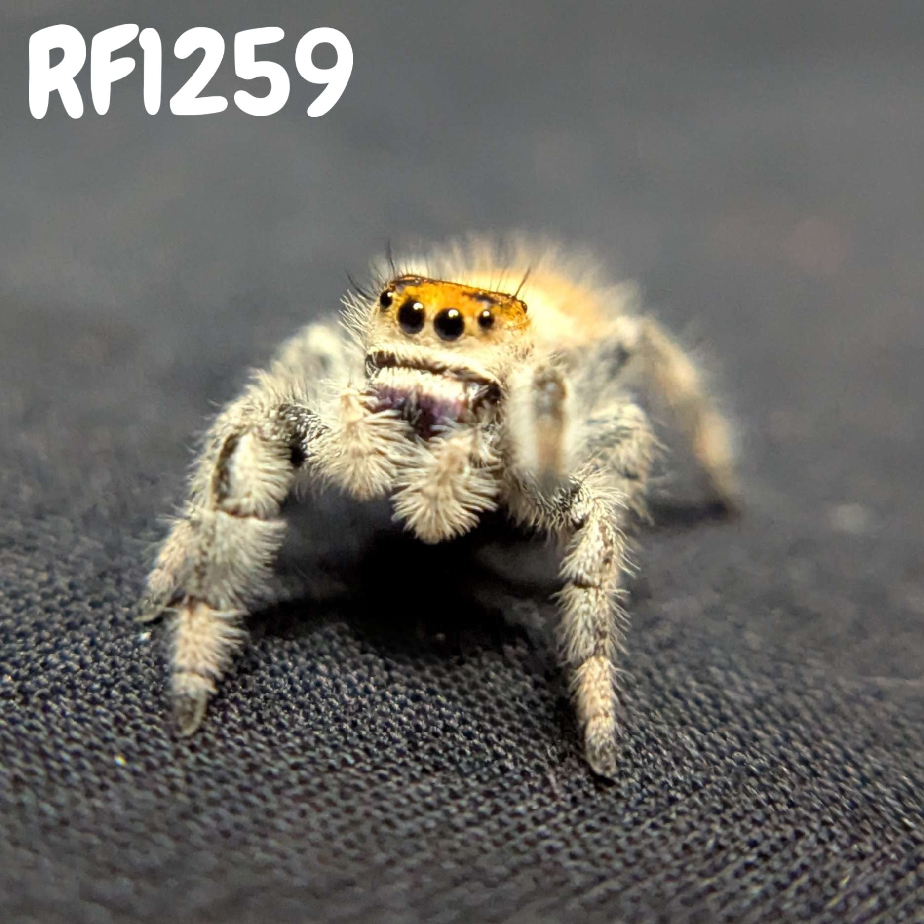 Regal Jumping Spider "Lavender"