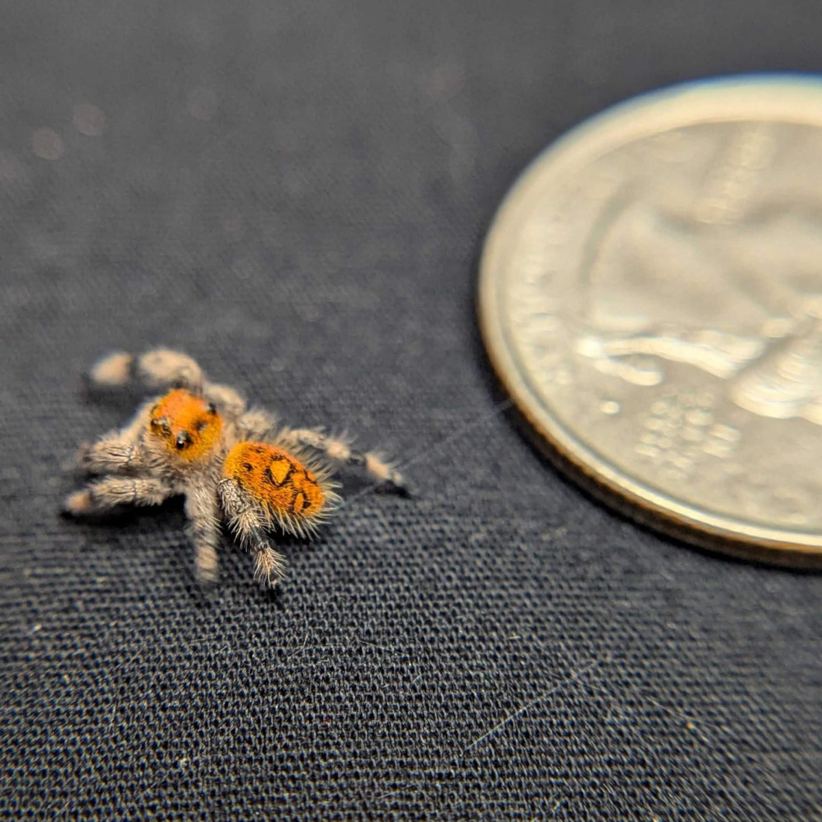 Regal Jumping Spider "Cheetah"