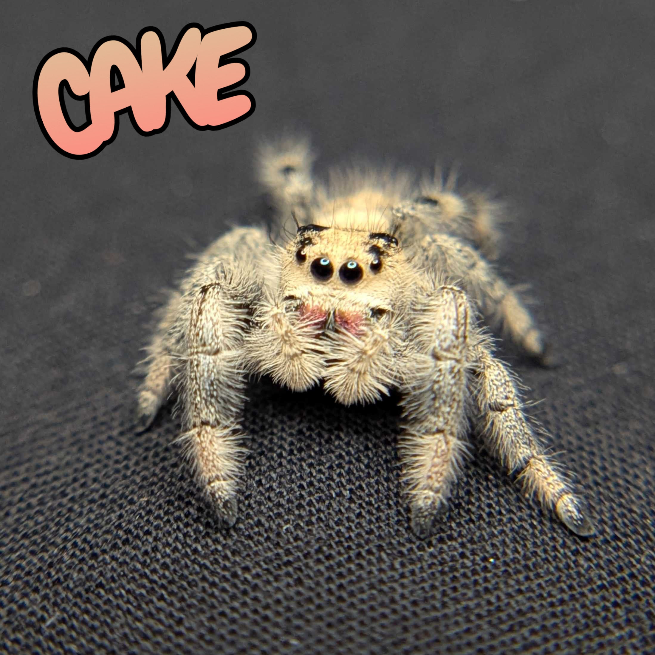 Regal Jumping Spider "Cake"