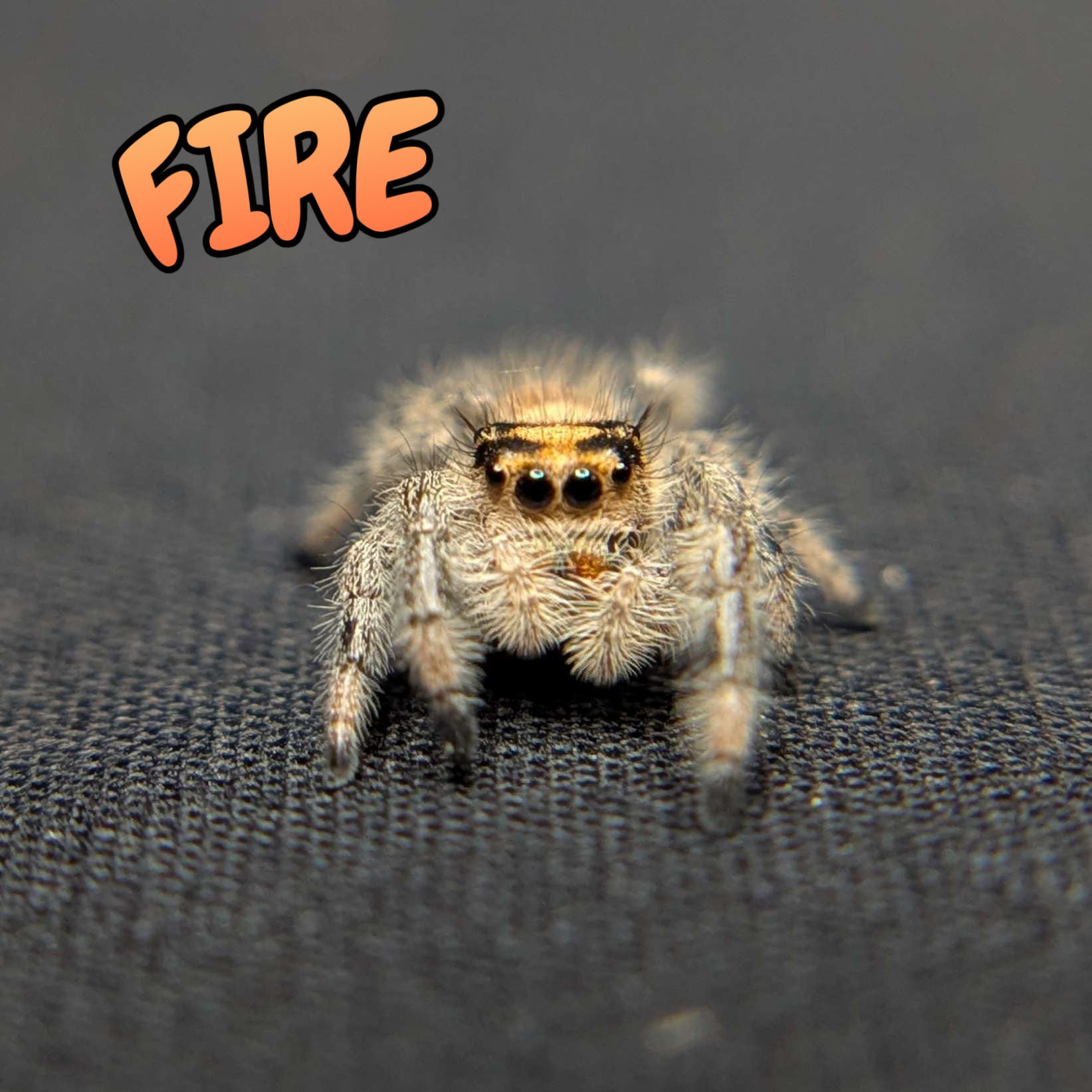 Regal Jumping Spider "Fire"