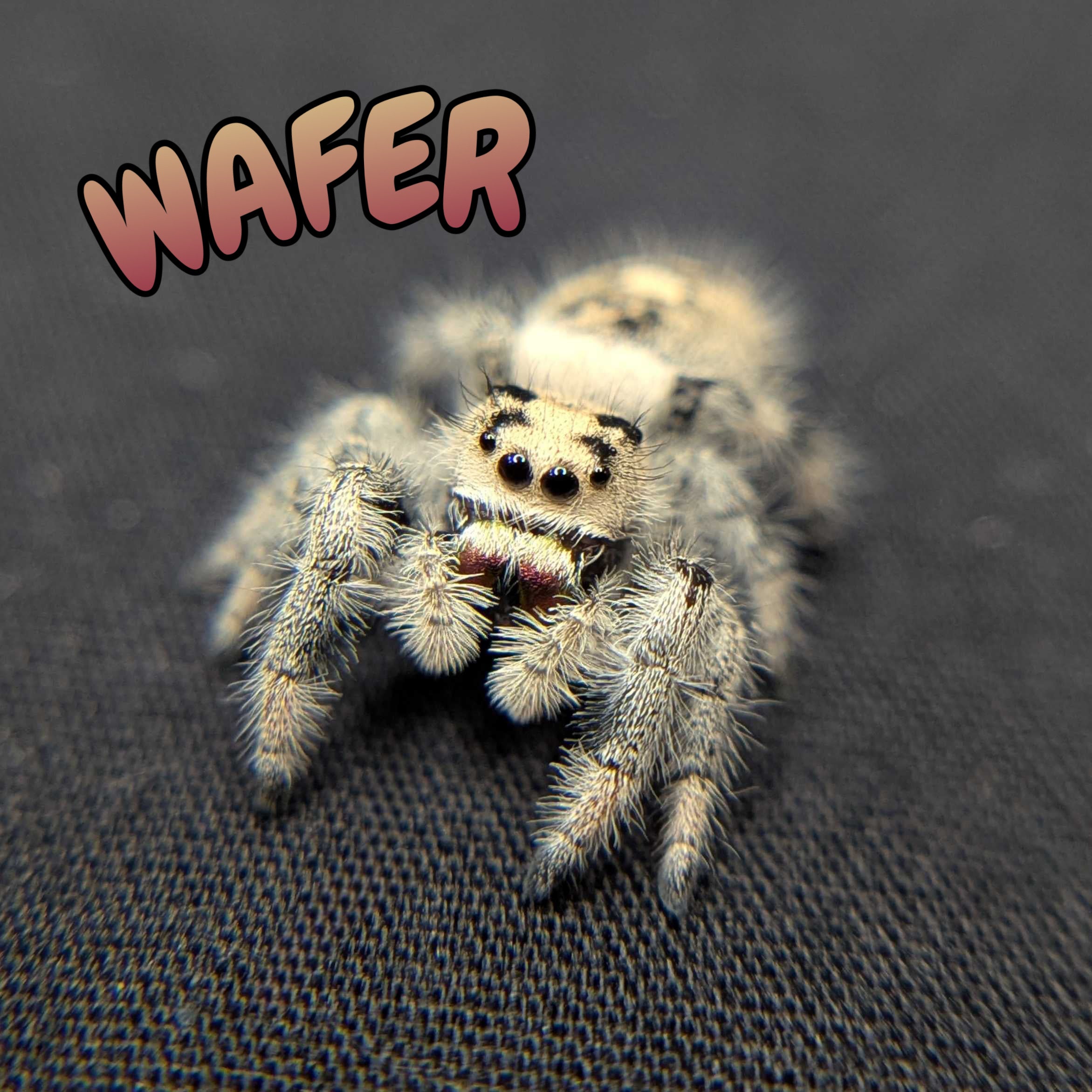 Regal Jumping Spider "Wafer"