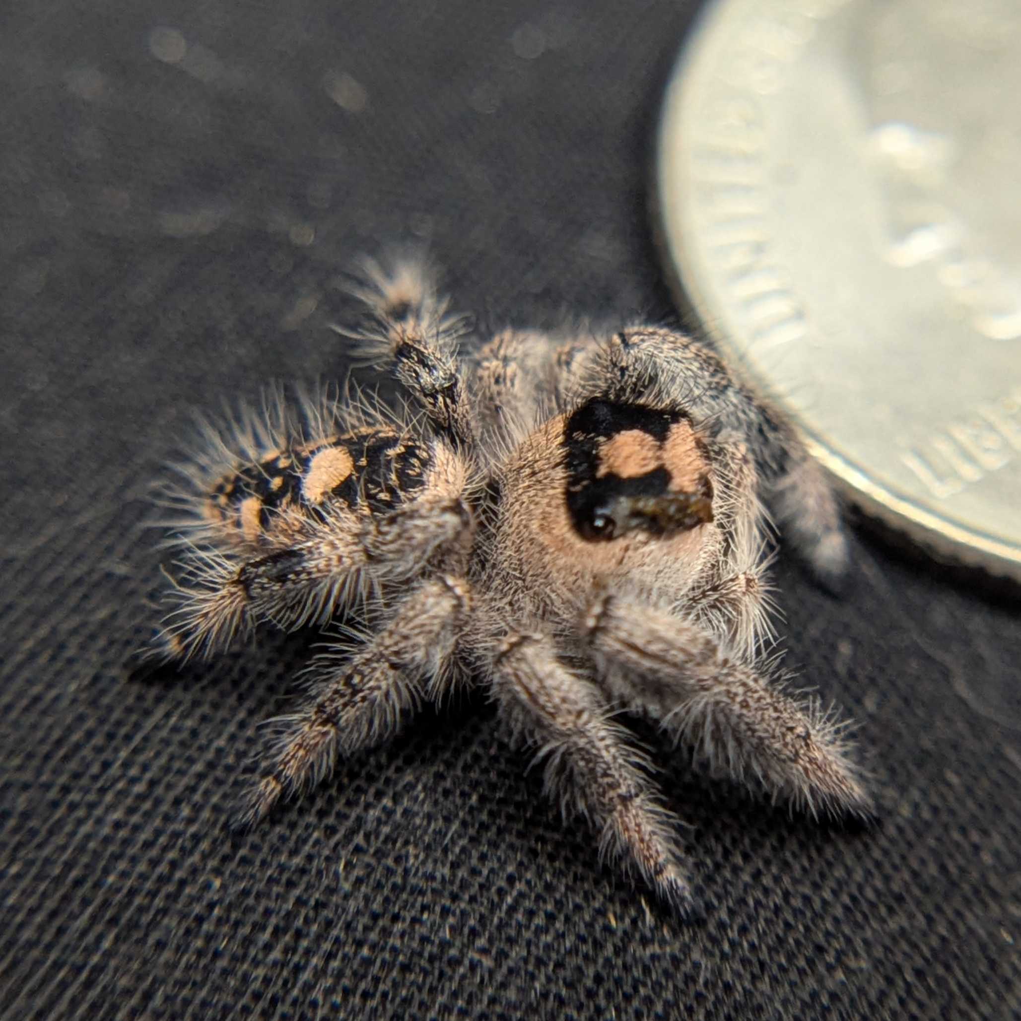 Regal Jumping Spider "Chopstick"