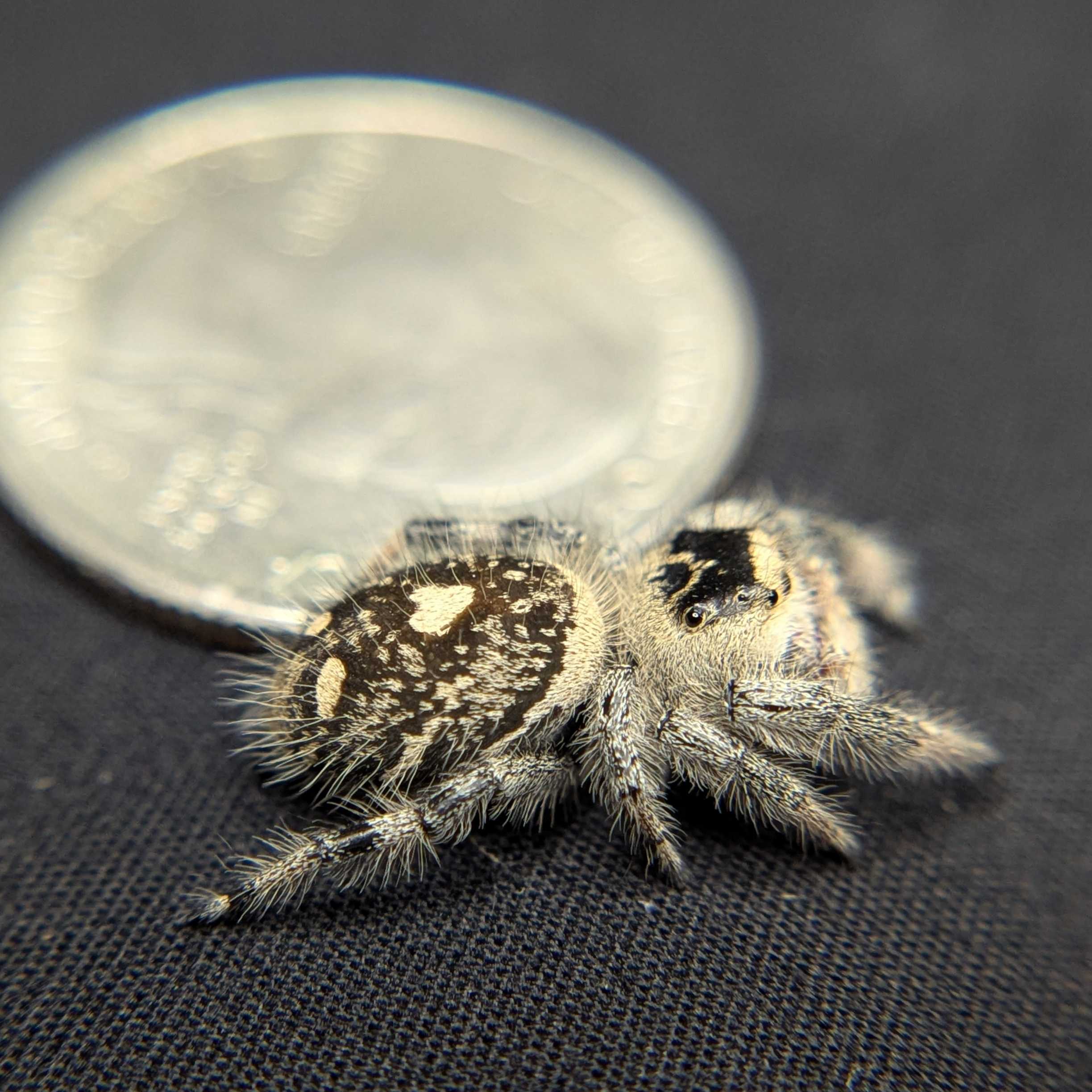 Regal Jumping Spider “Aurora”