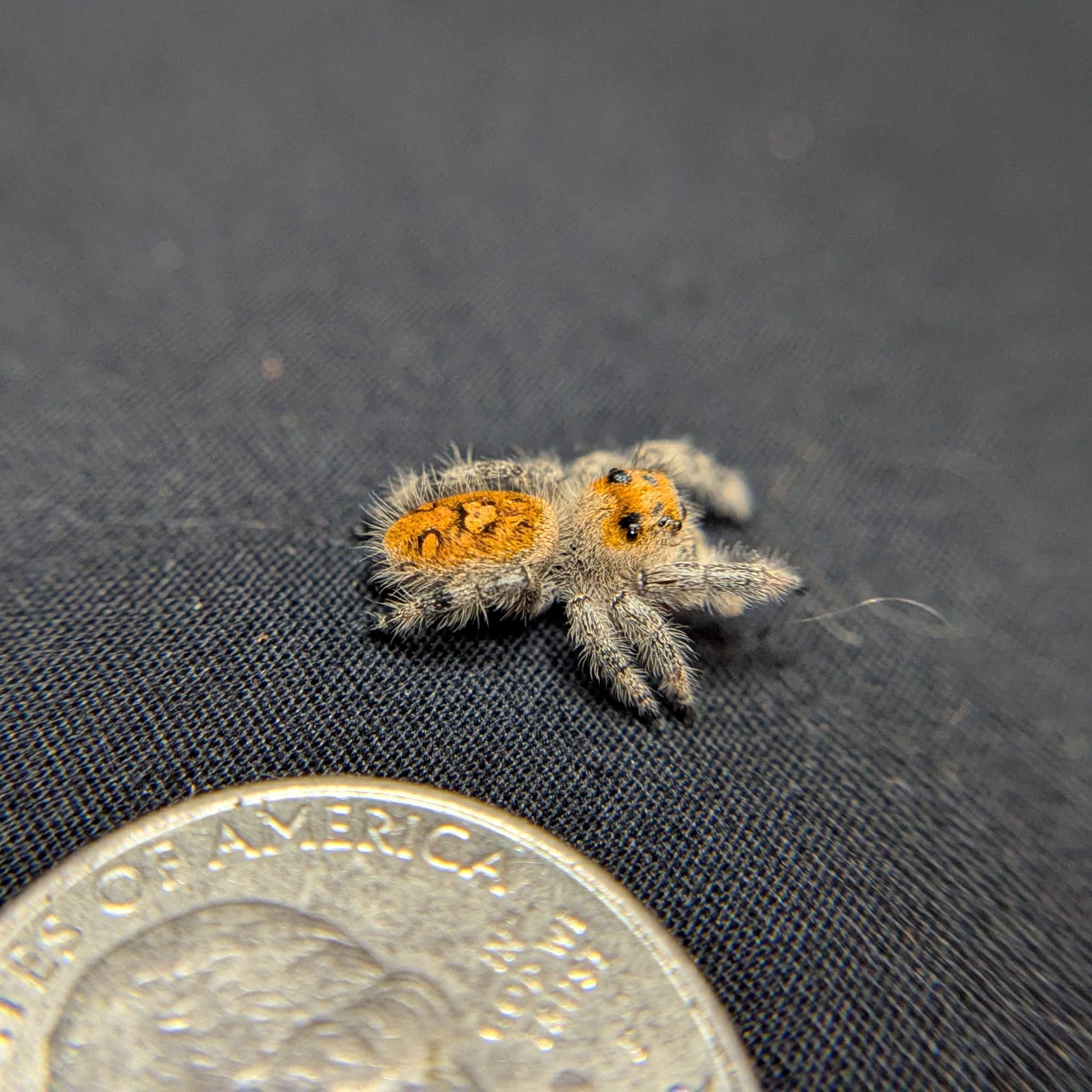 Regal Jumping Spider “Apricot”