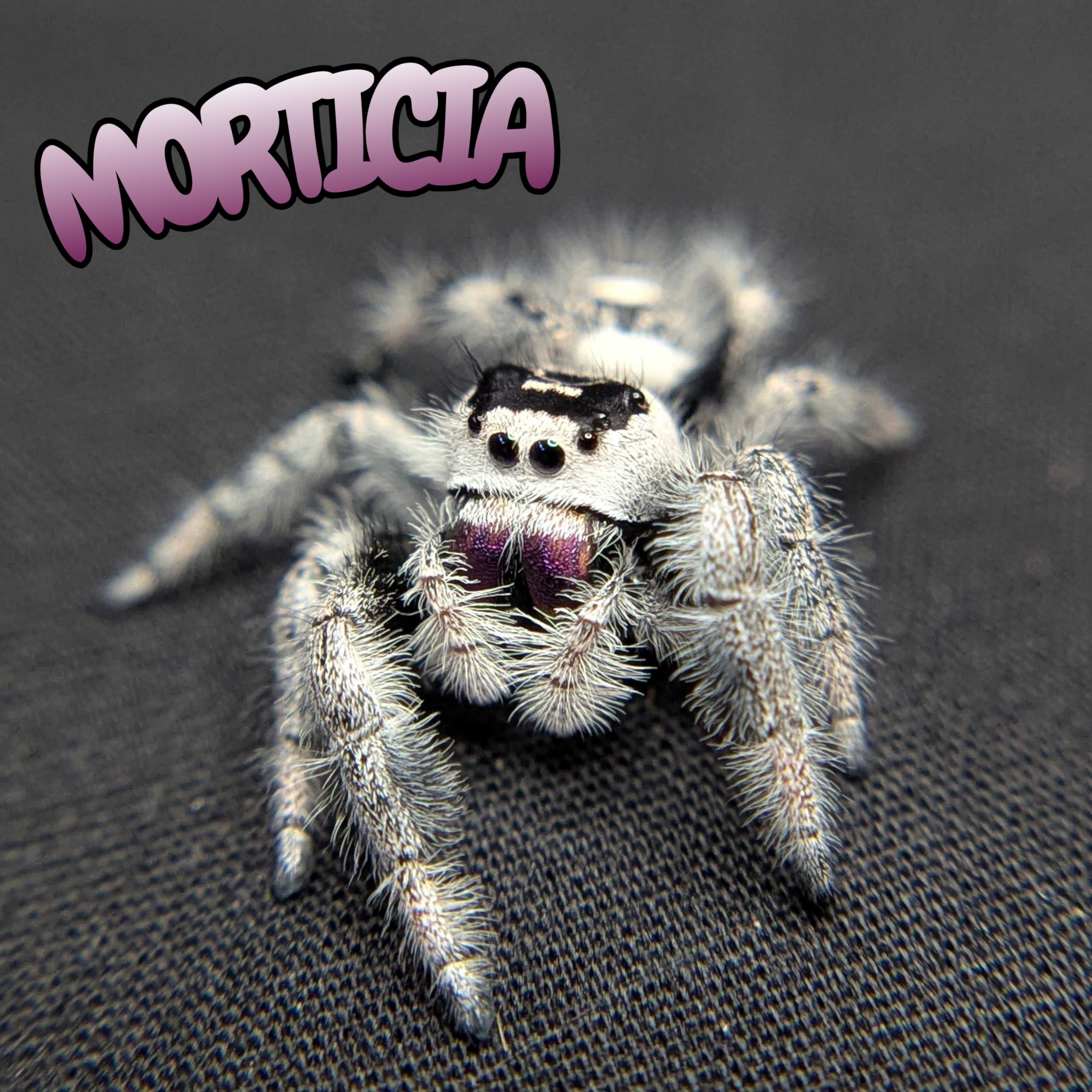 Regal Jumping Spider "Morticia"