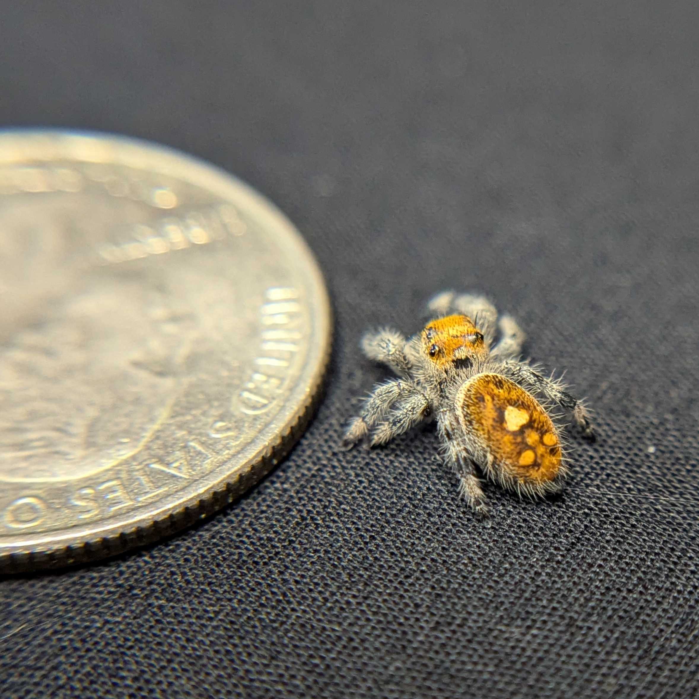 Regal Jumping Spider "Toxic"