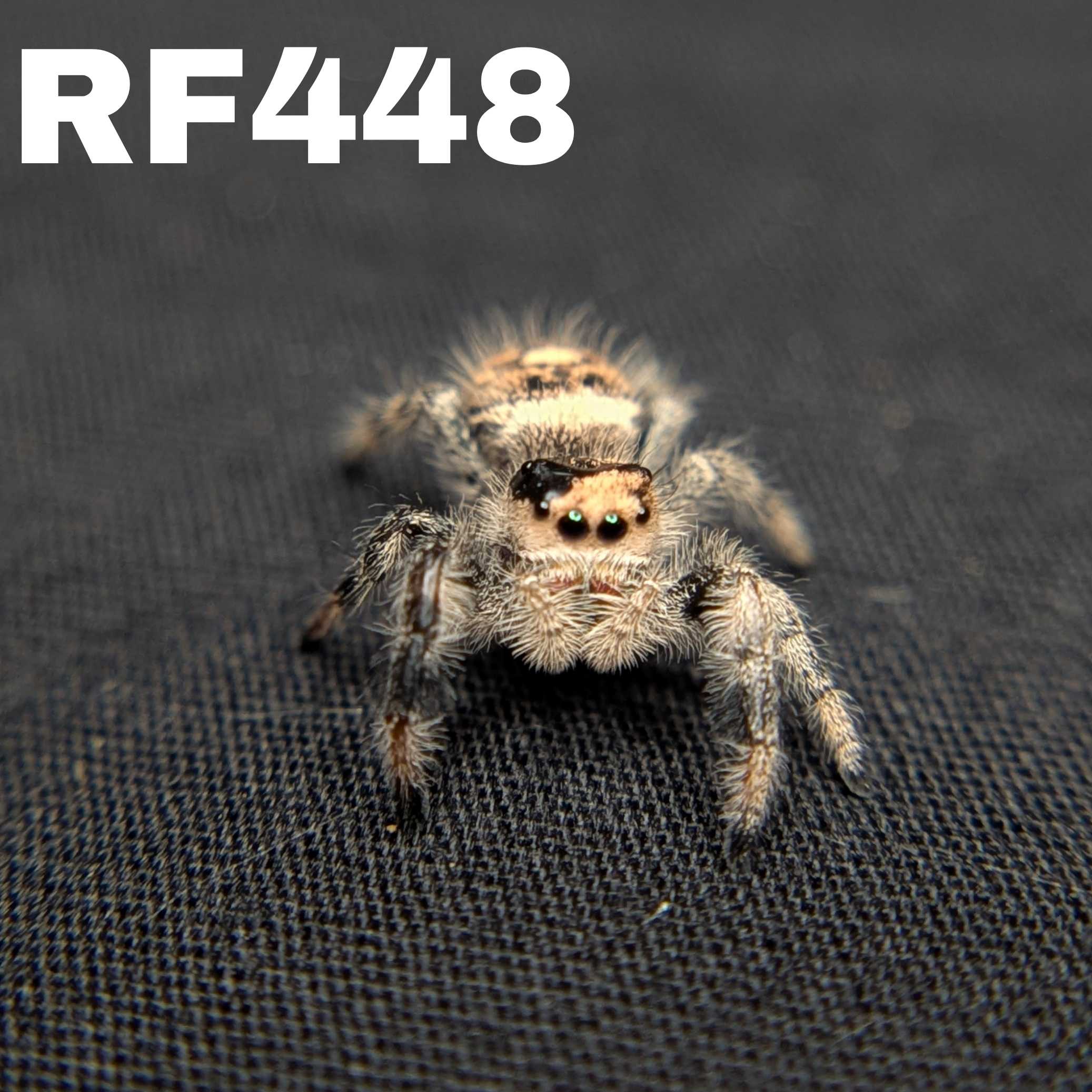 Regal Jumping Spider "Bambi"