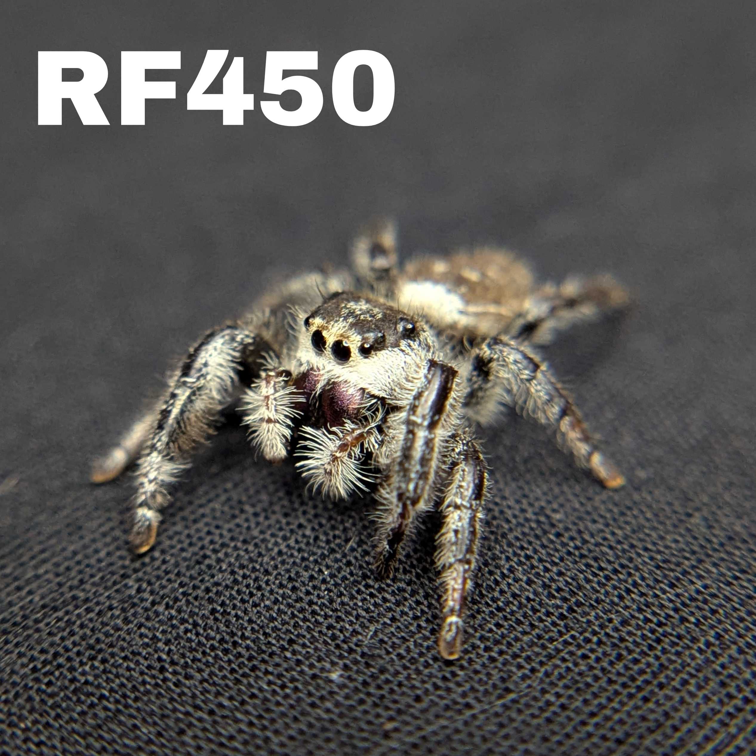 Regal Jumping Spider "Nutmeg"