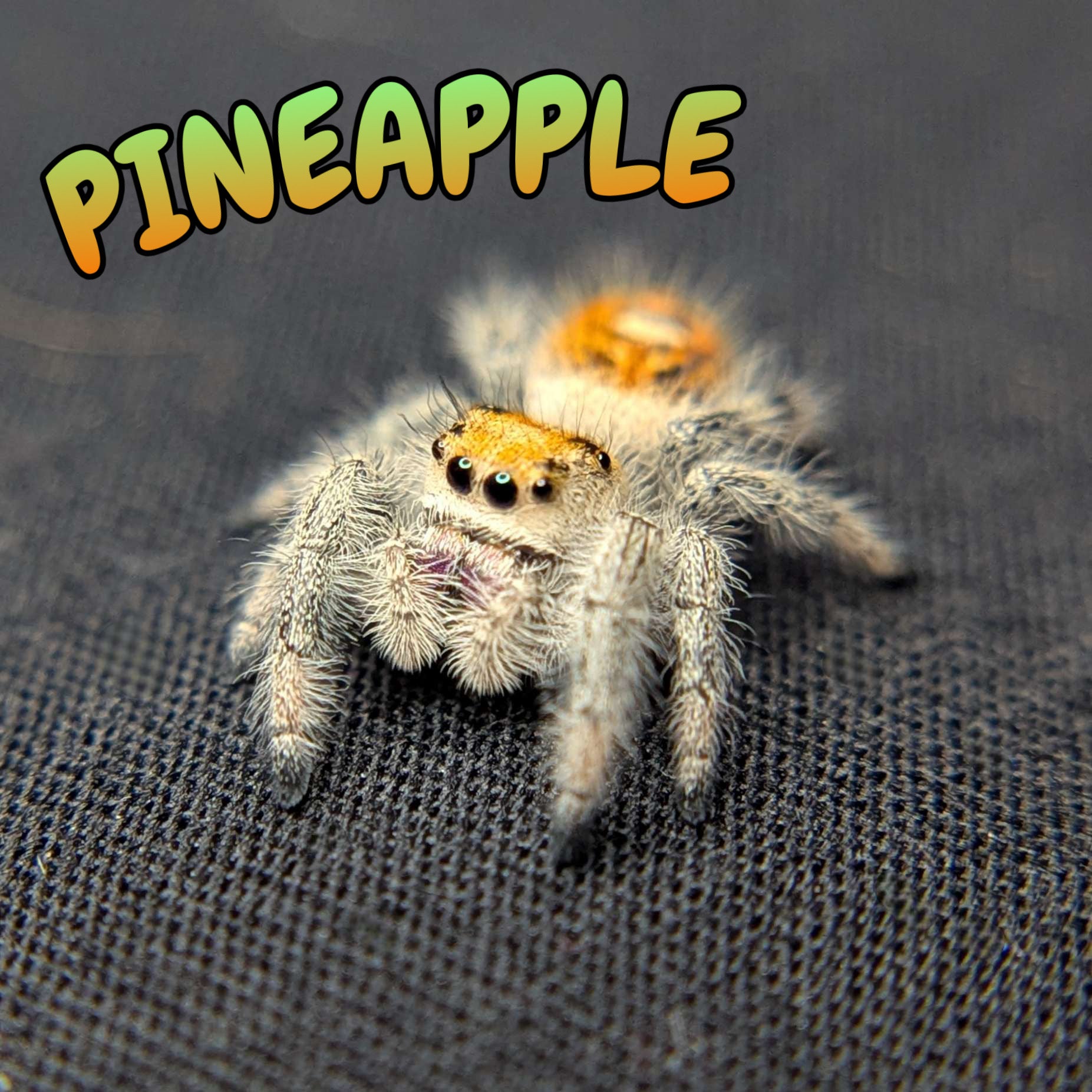 Regal Jumping Spider "Pineapple"